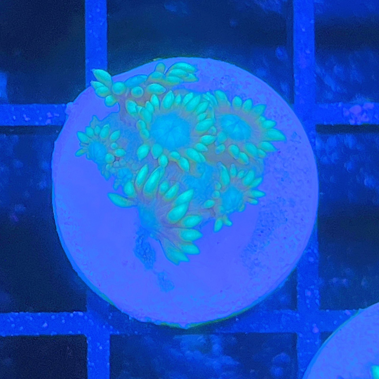 LC Aqua Lotus Goniopora