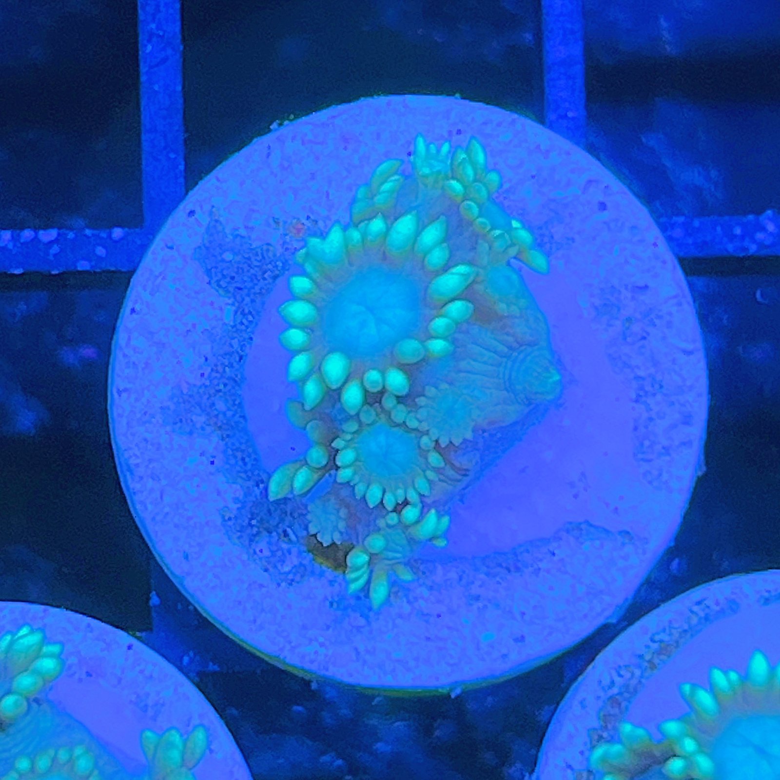 LC Aqua Lotus Goniopora