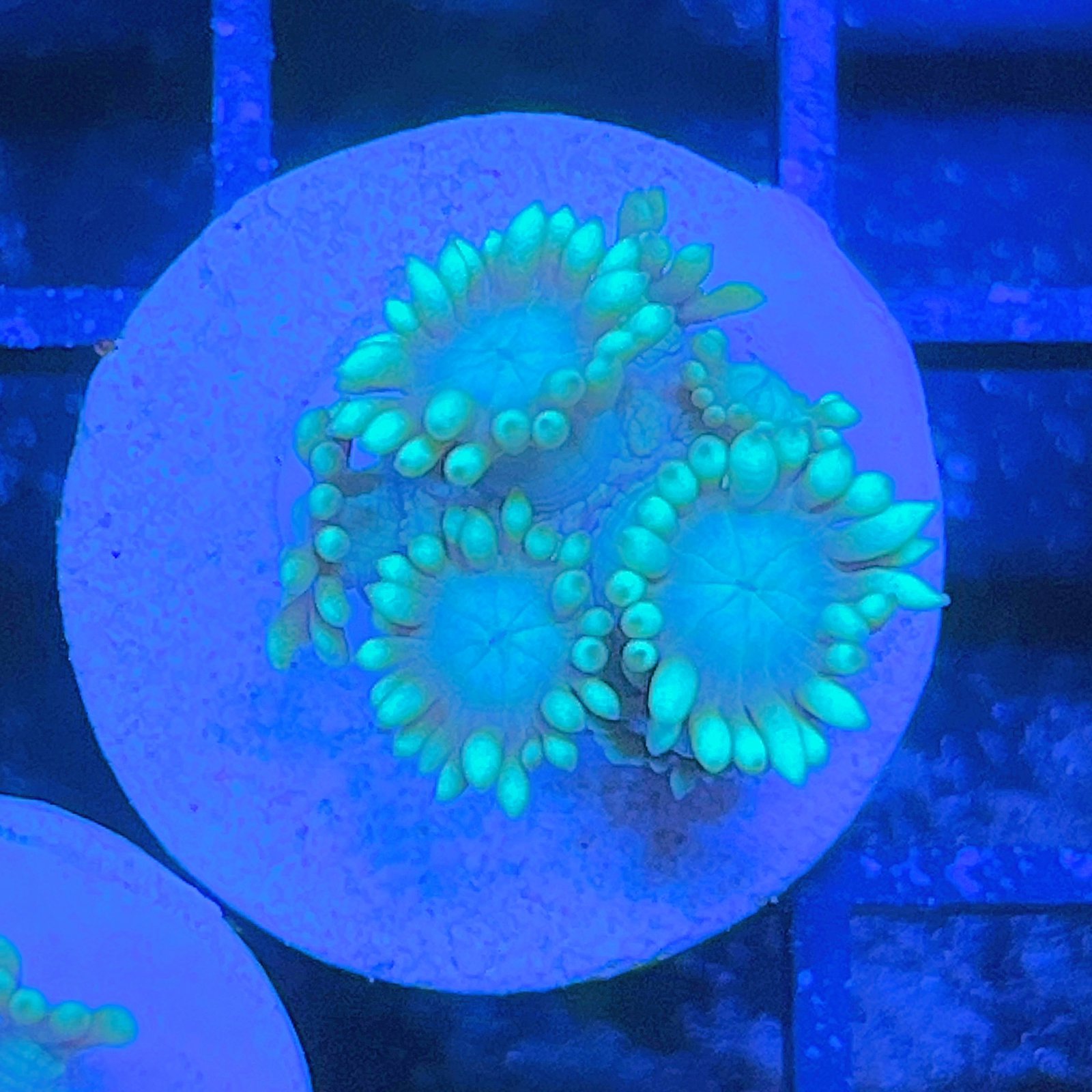 LC Aqua Lotus Goniopora