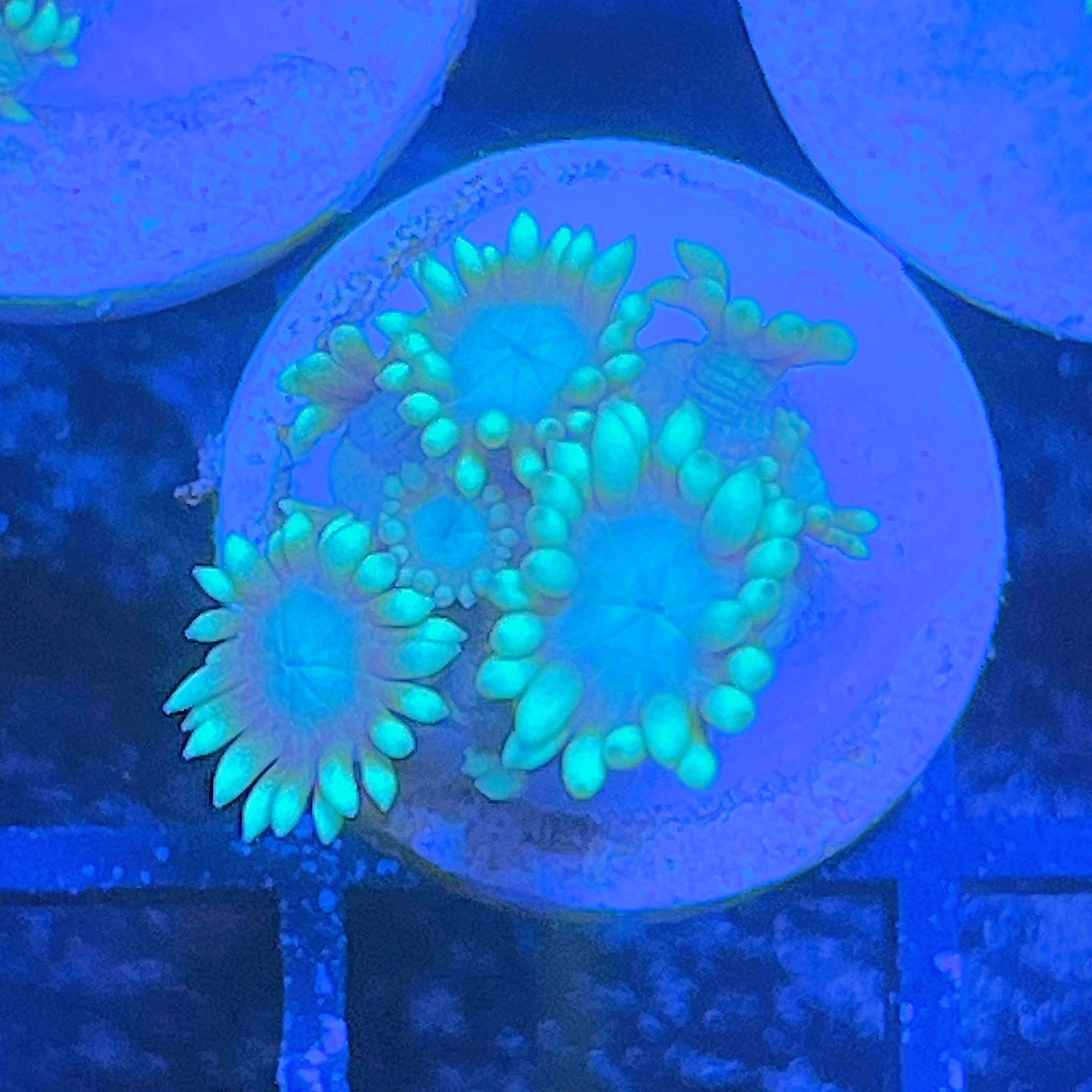LC Aqua Lotus Goniopora