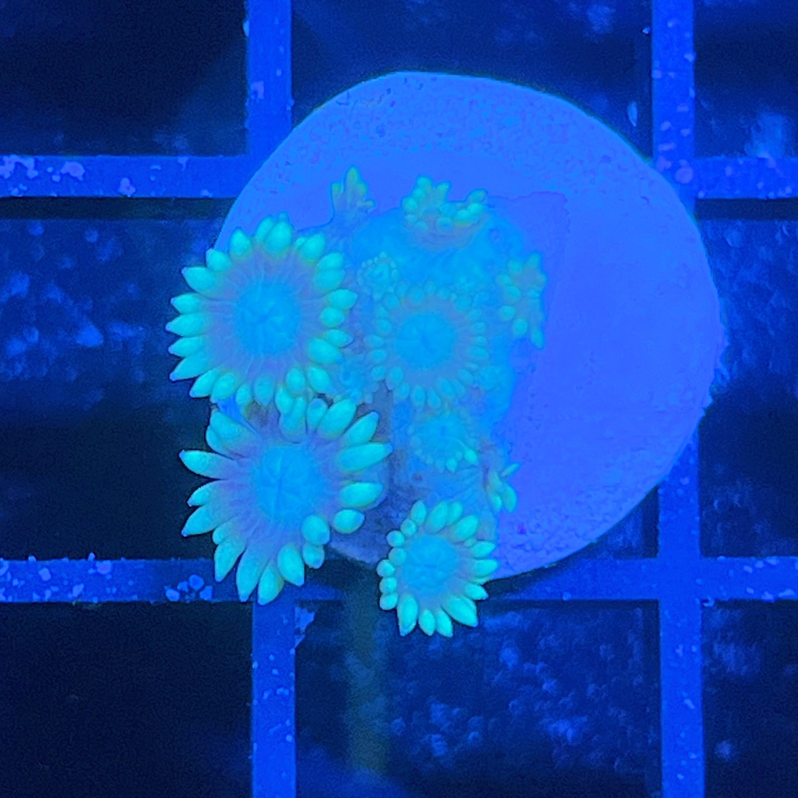 LC Aqua Lotus Goniopora