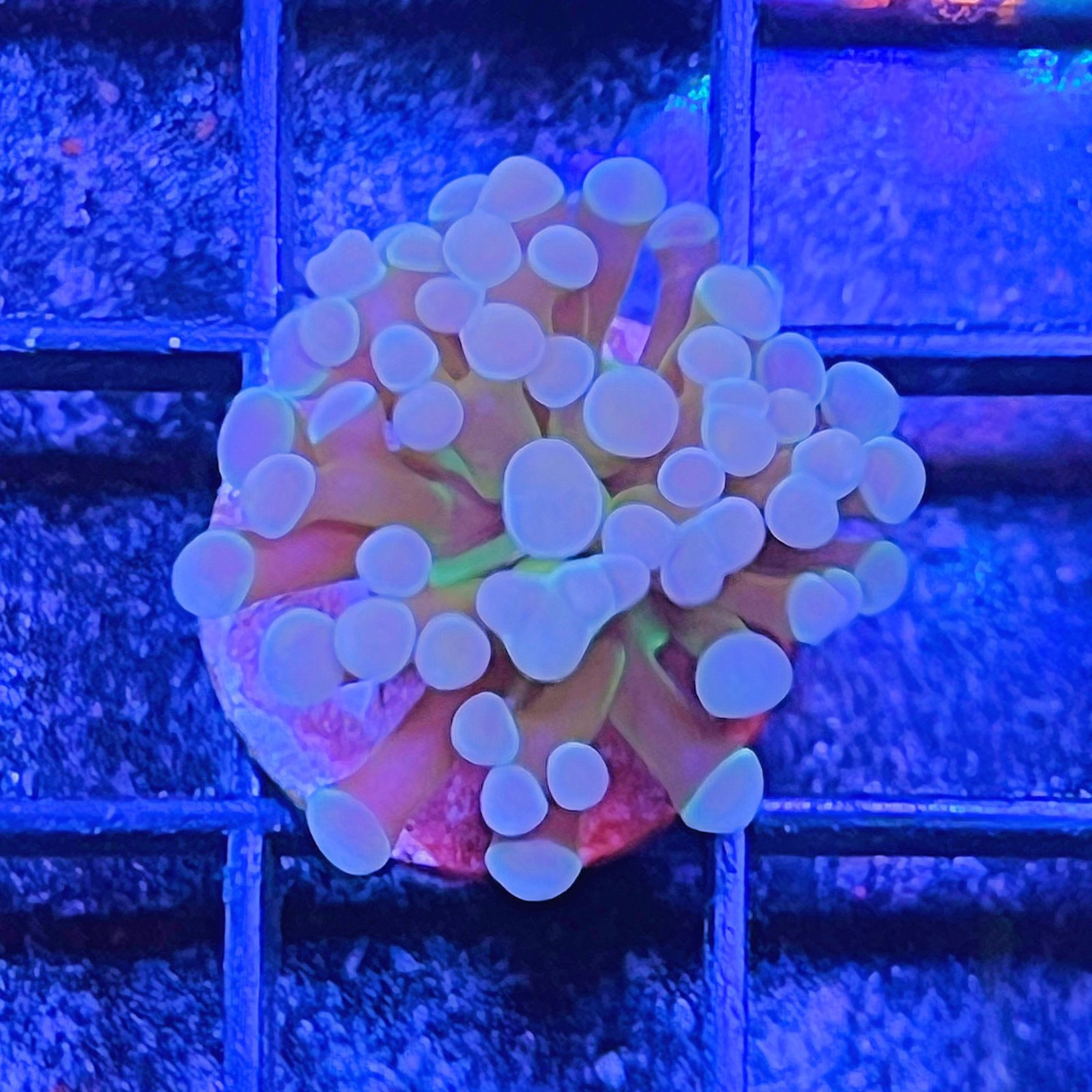 Atomic Sakura Hammer