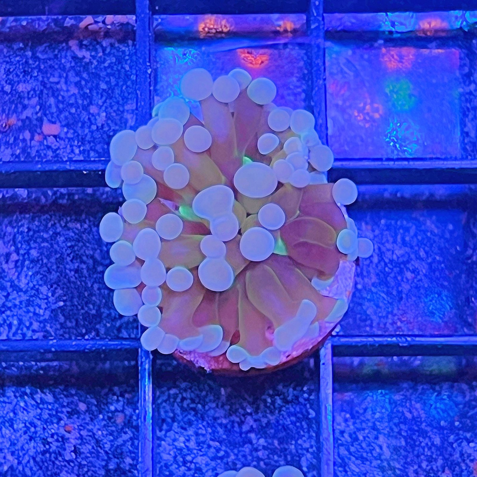 Atomic Sakura Hammer