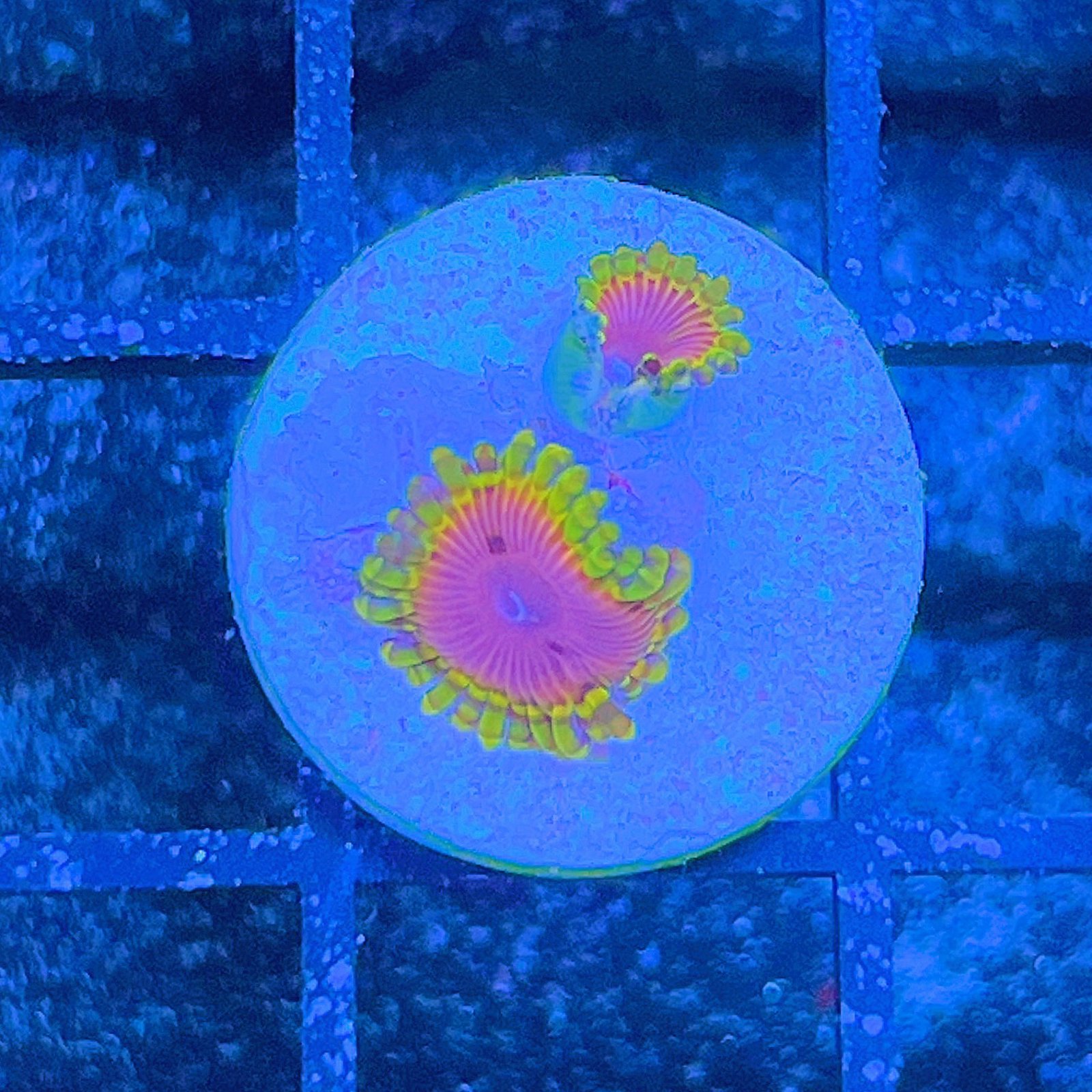 Fake Lime Chili Zoas