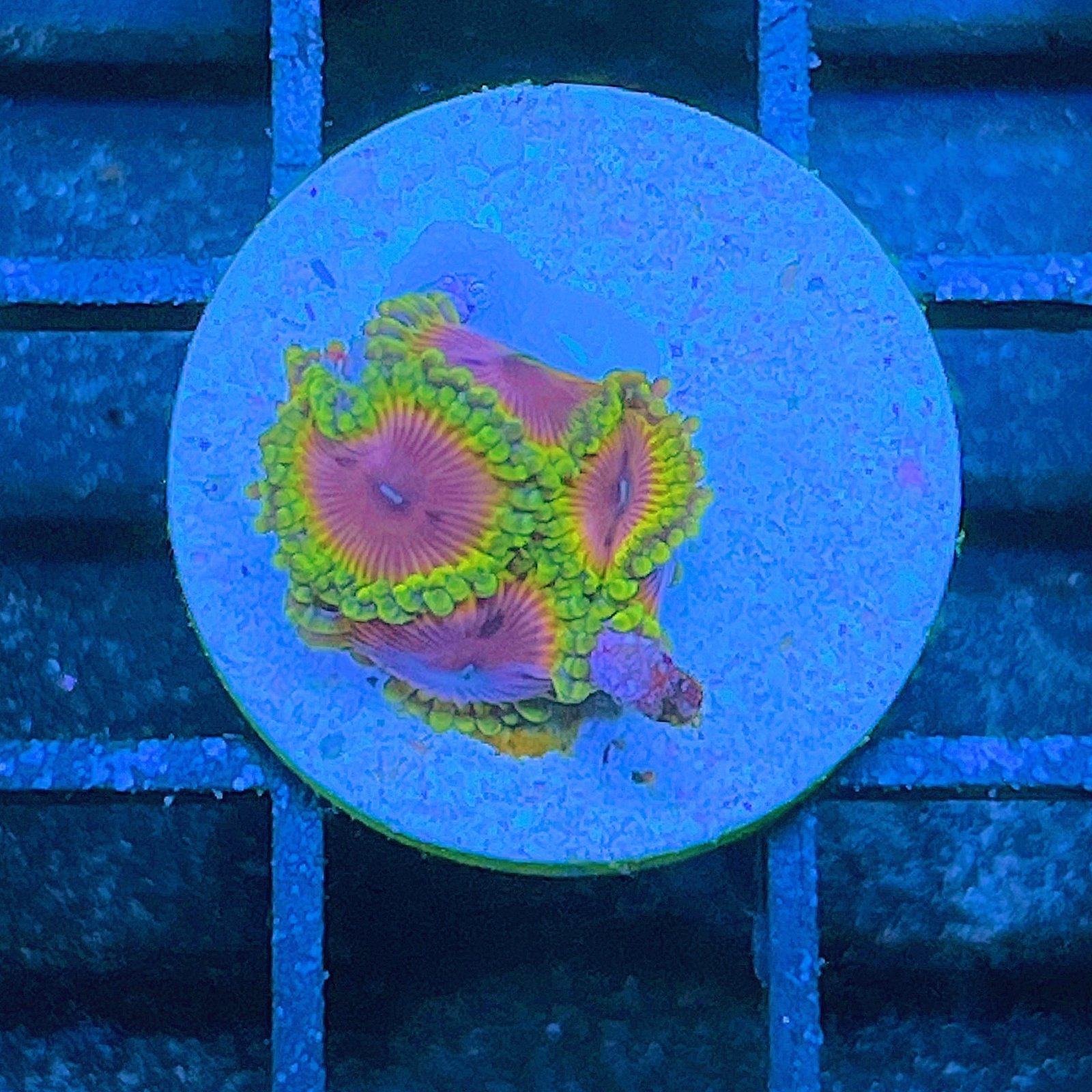 Fake Lime Chili Zoas
