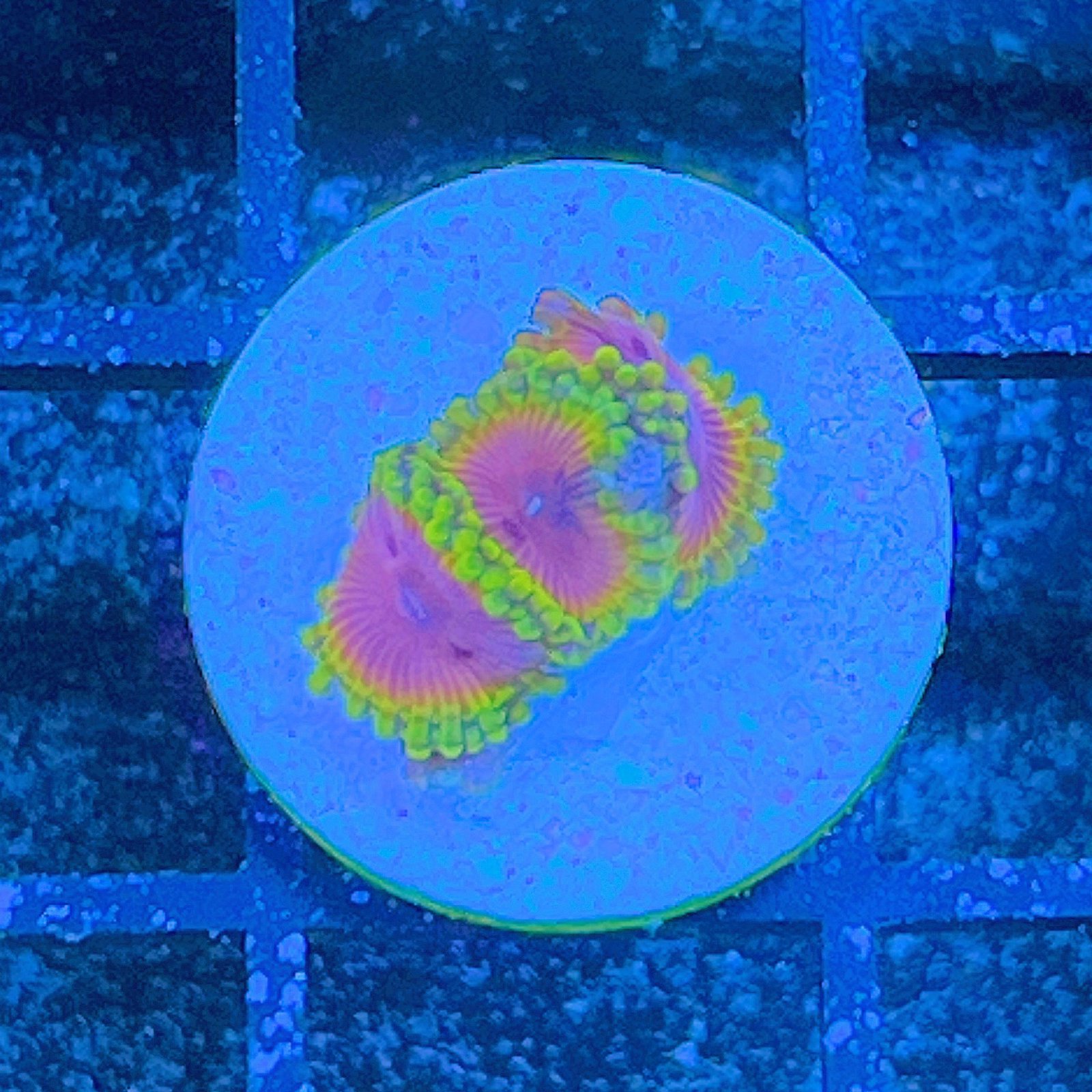 Fake Lime Chili Zoas