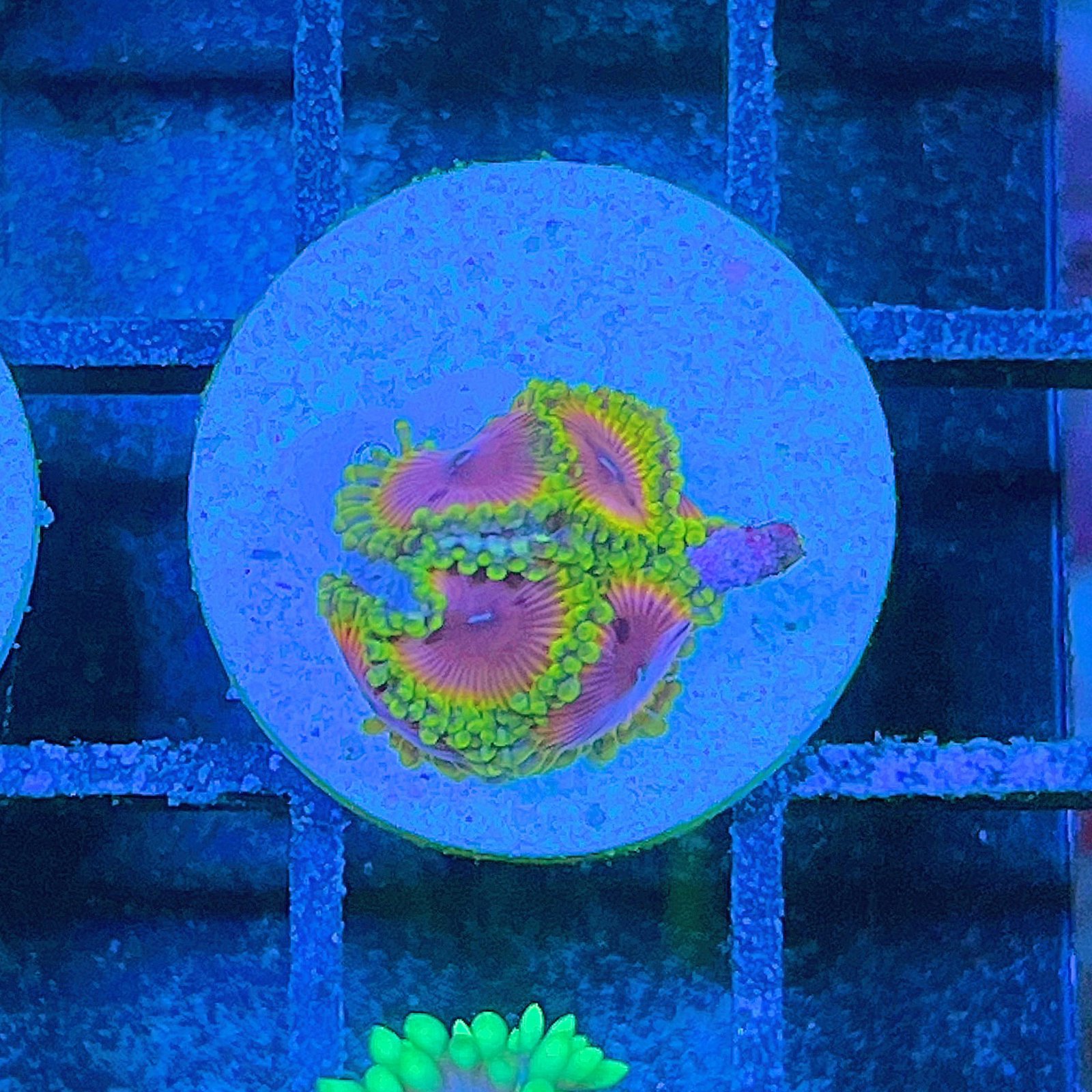 Fake Lime Chili Zoas
