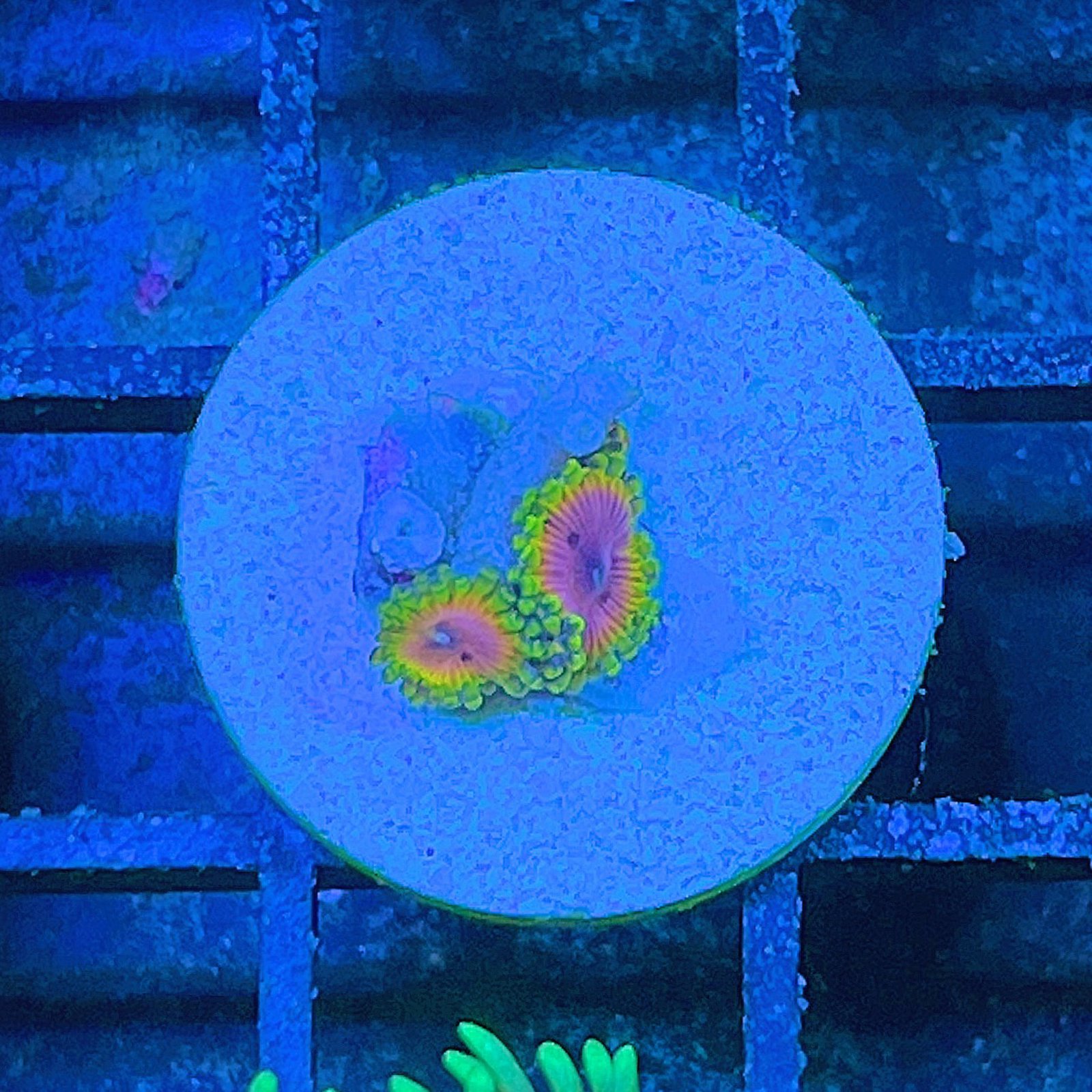 Fake Lime Chili Zoas