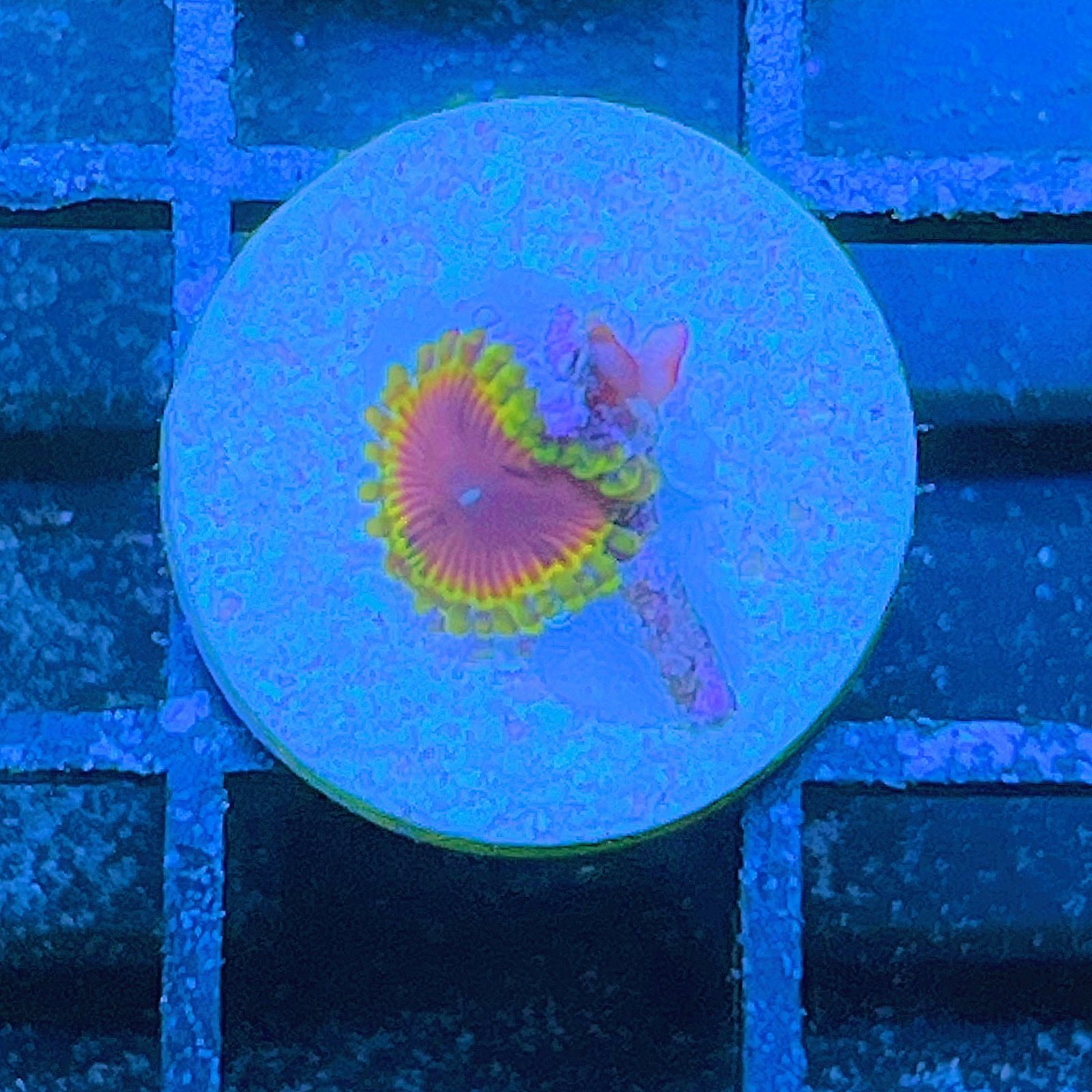 Fake Lime Chili Zoas