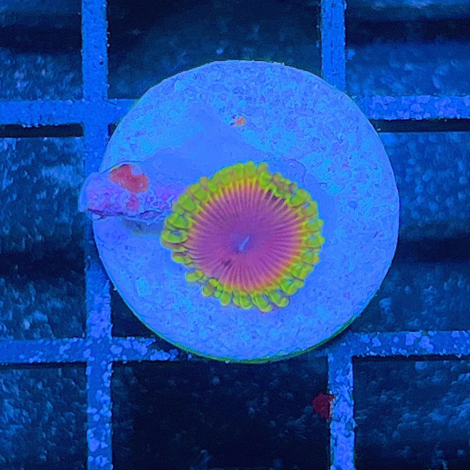 Fake Lime Chili Zoas