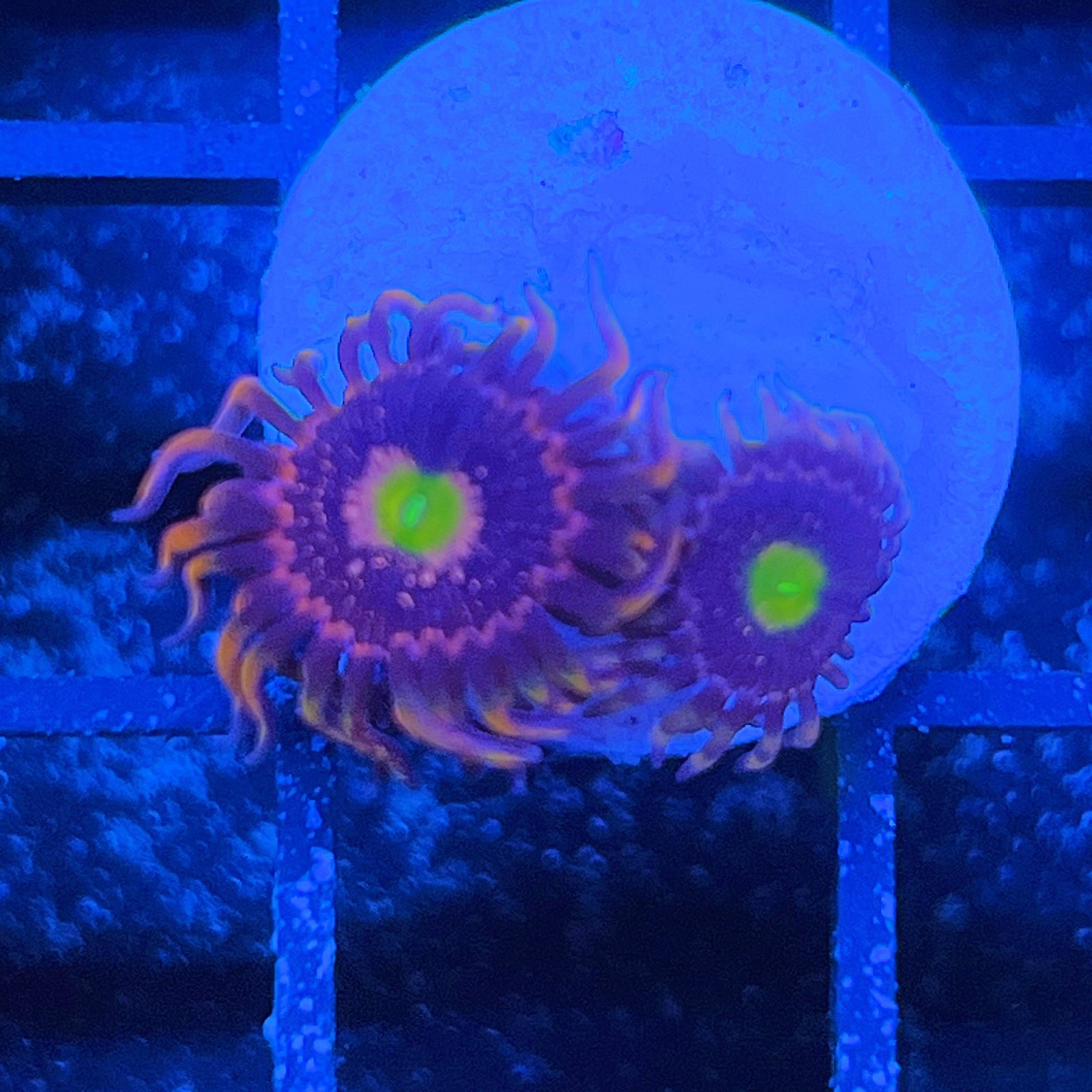 Bozo’s Birthday Zoas
