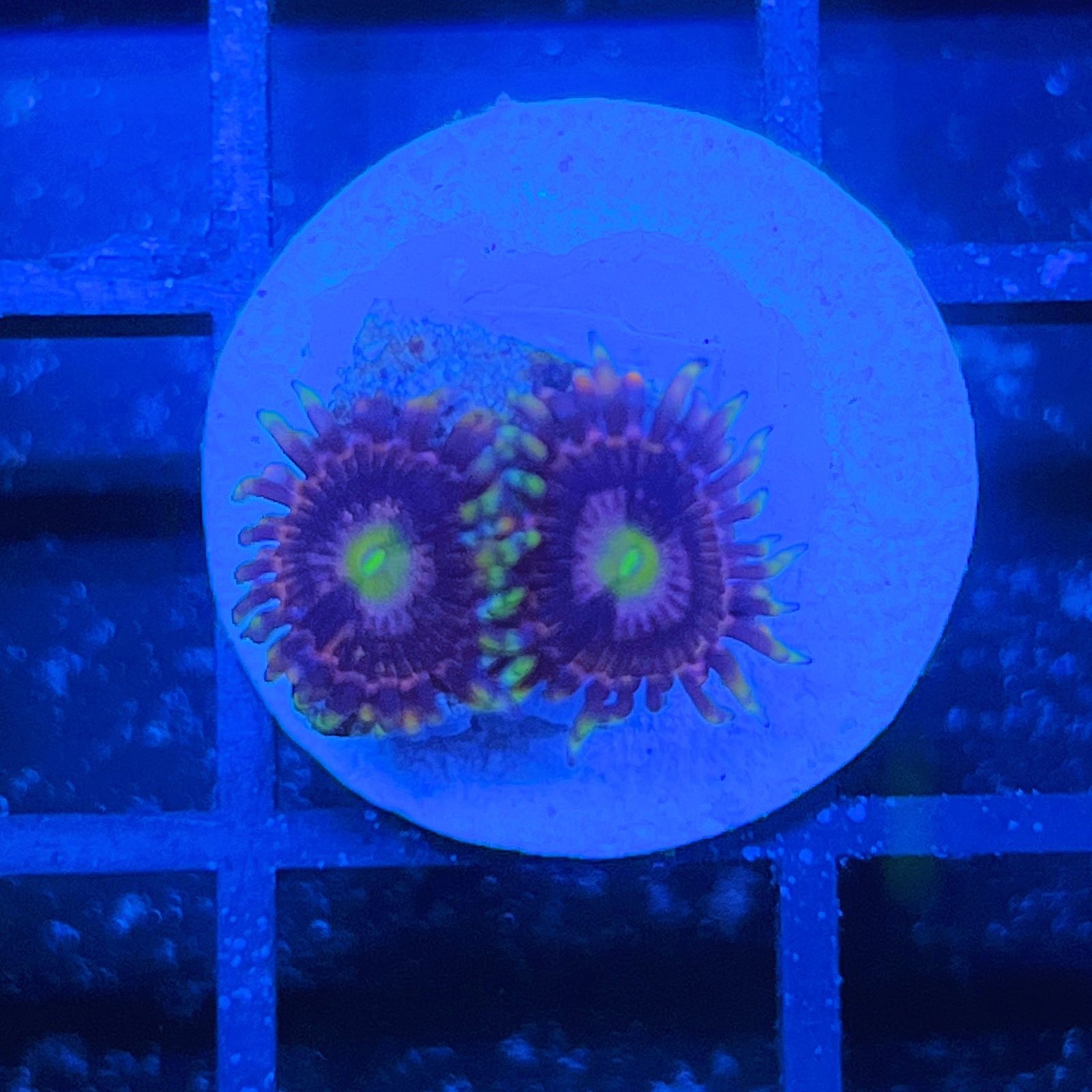 Bozo’s Birthday Zoas