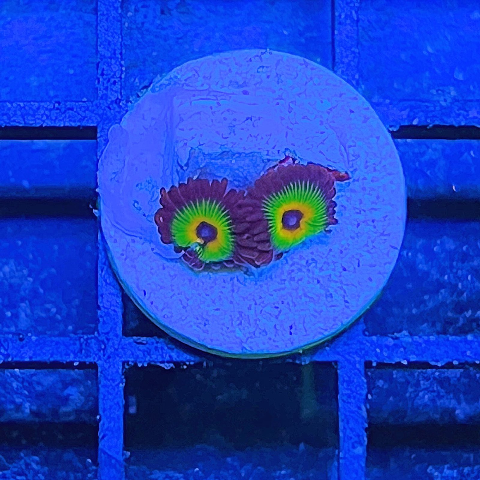 Bob Marley Zoas
