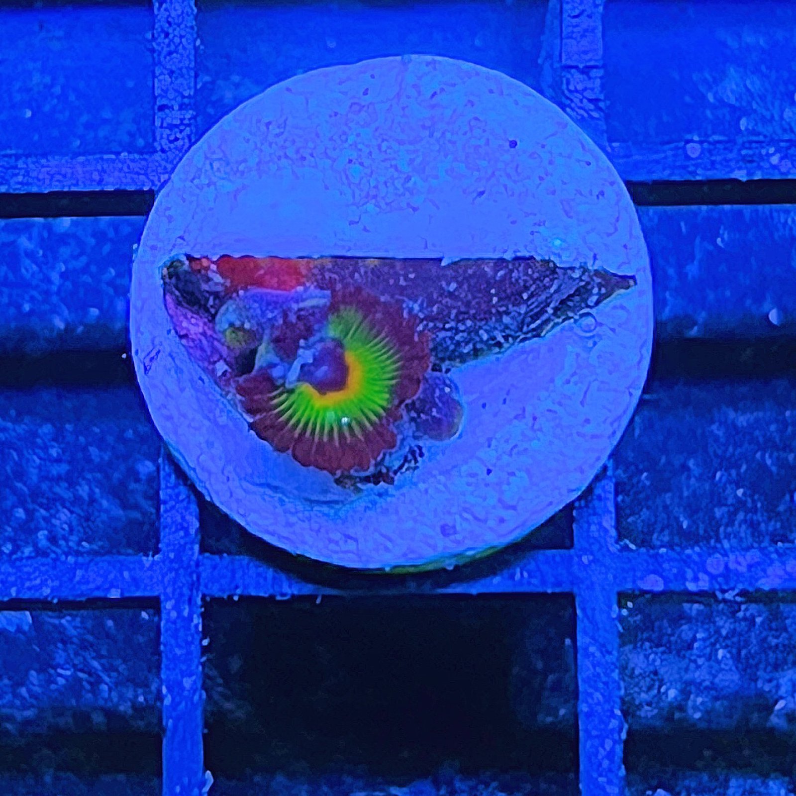 Bob Marley Zoas