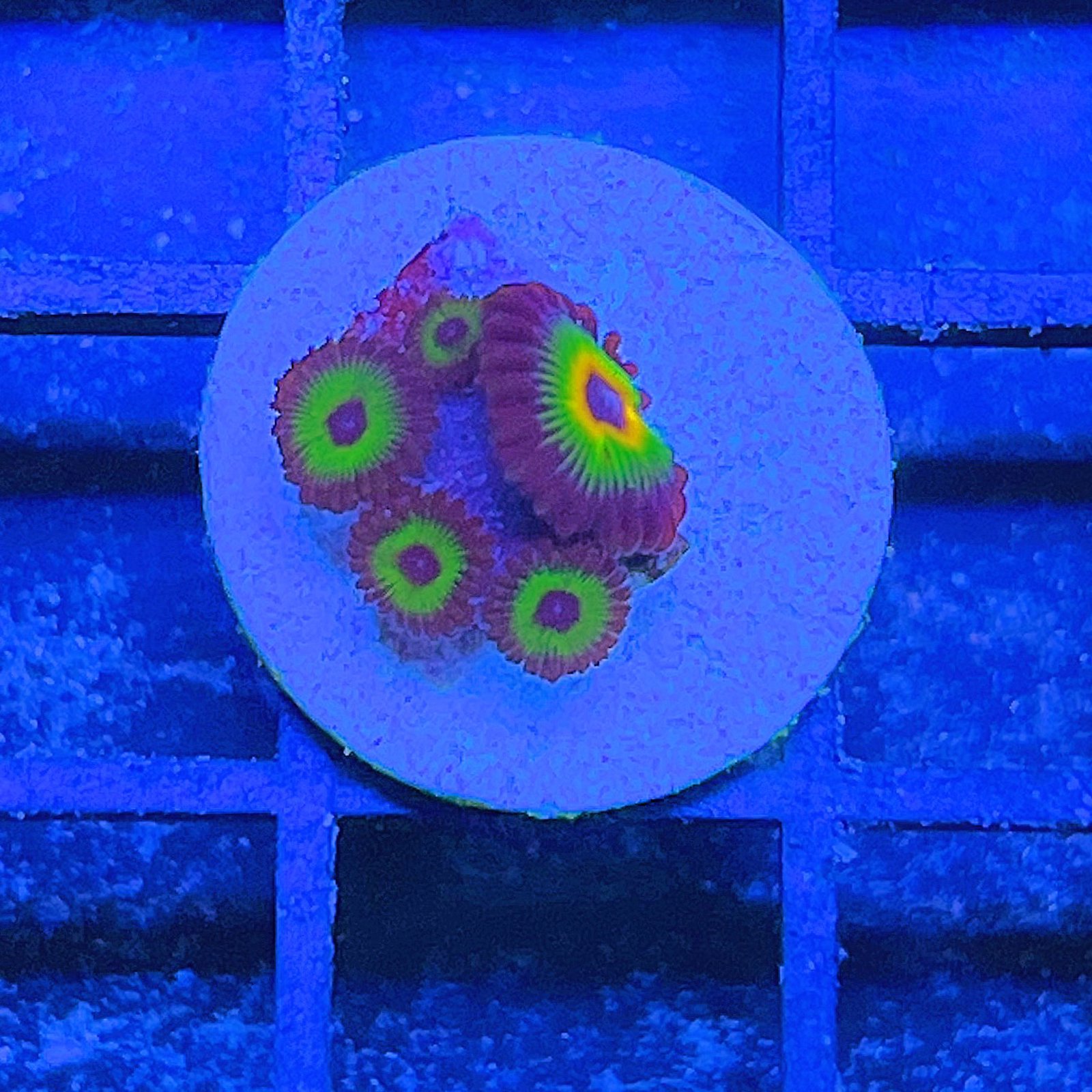 Bob Marley Zoas
