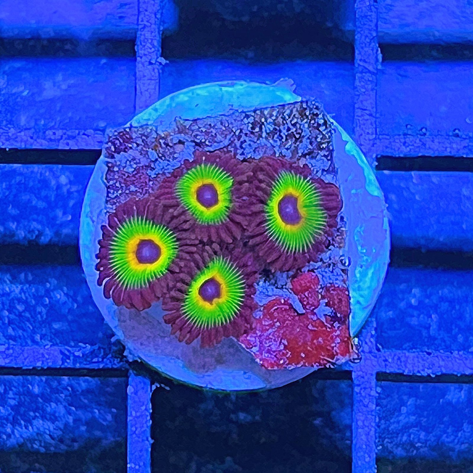 Bob Marley Zoas