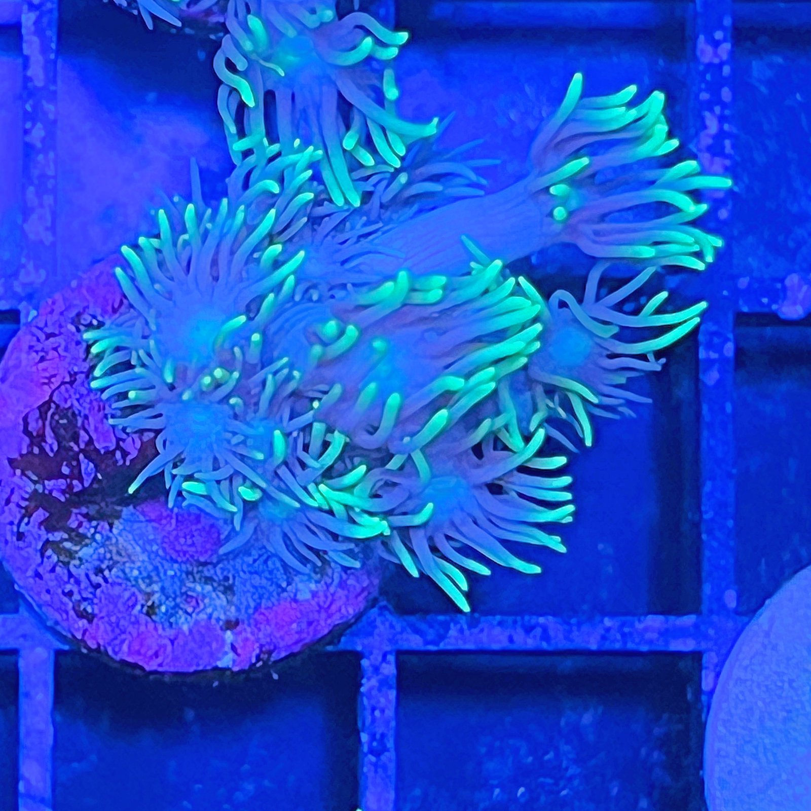 Neón Goniopora