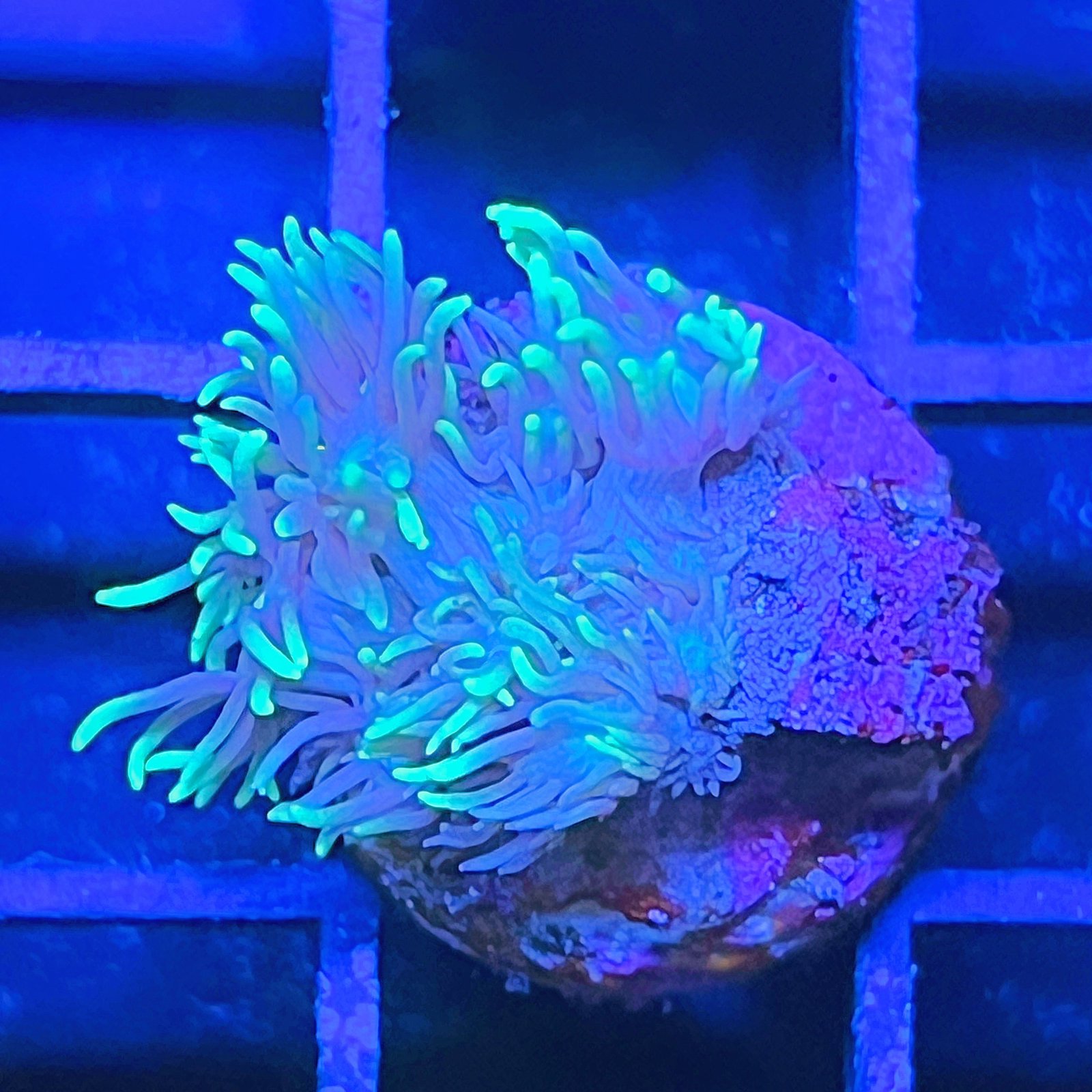 Neón Goniopora