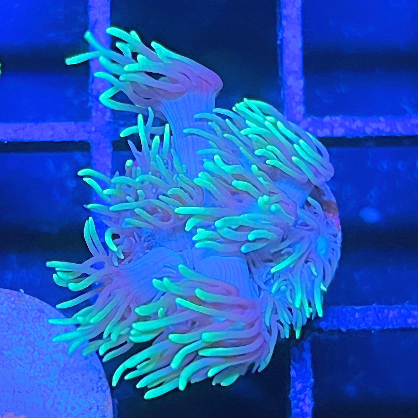 Neón Goniopora