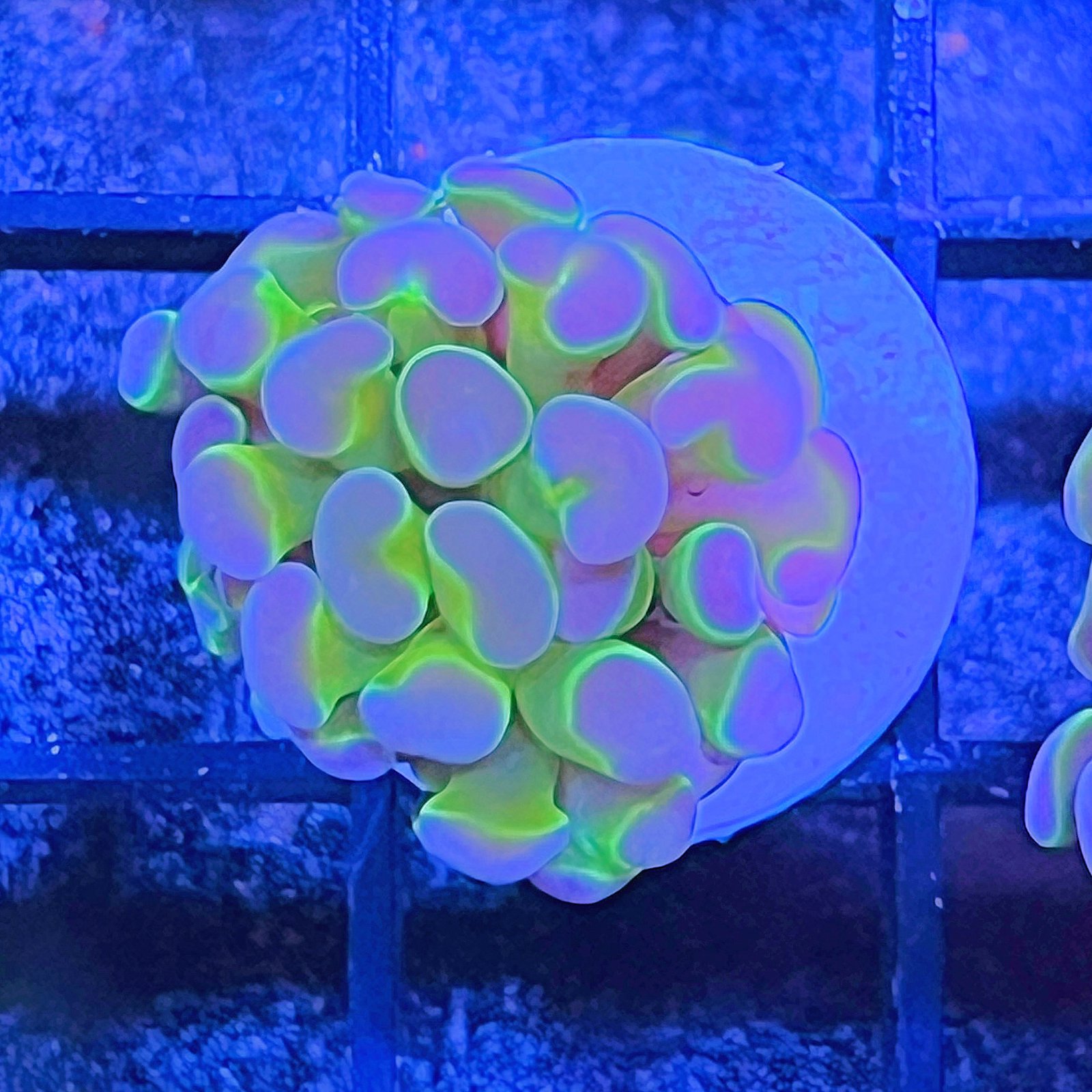 Hologram Hammer
