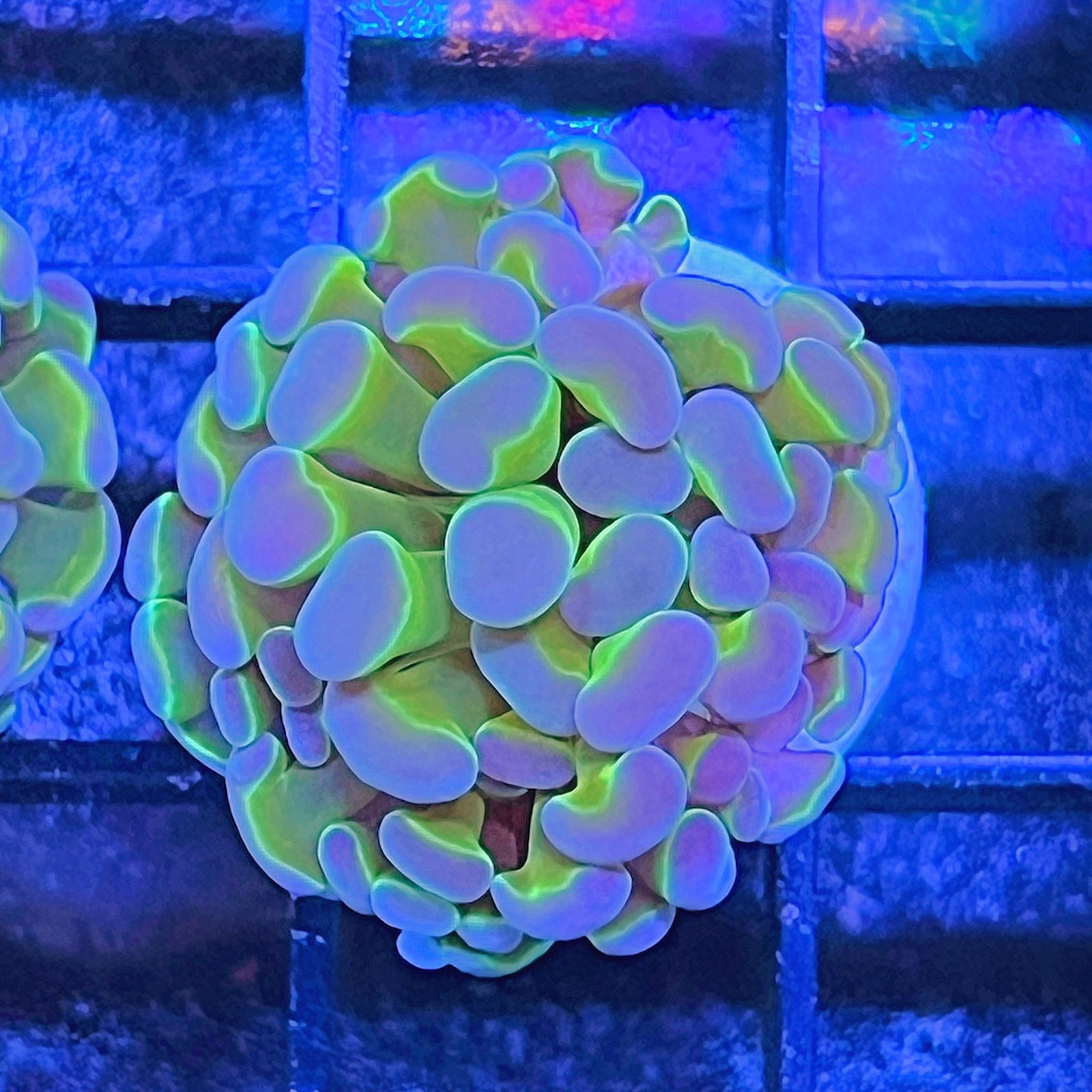 Hologram Hammer
