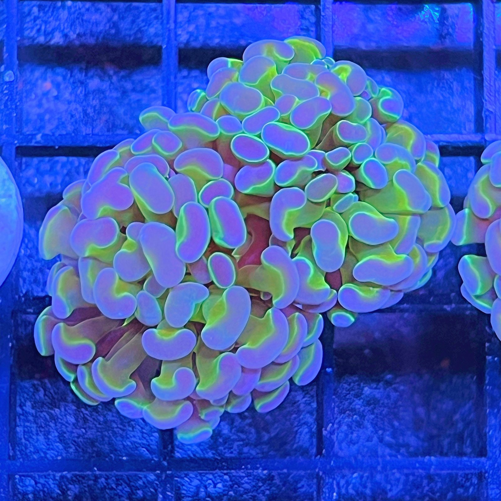 Hologram Hammer