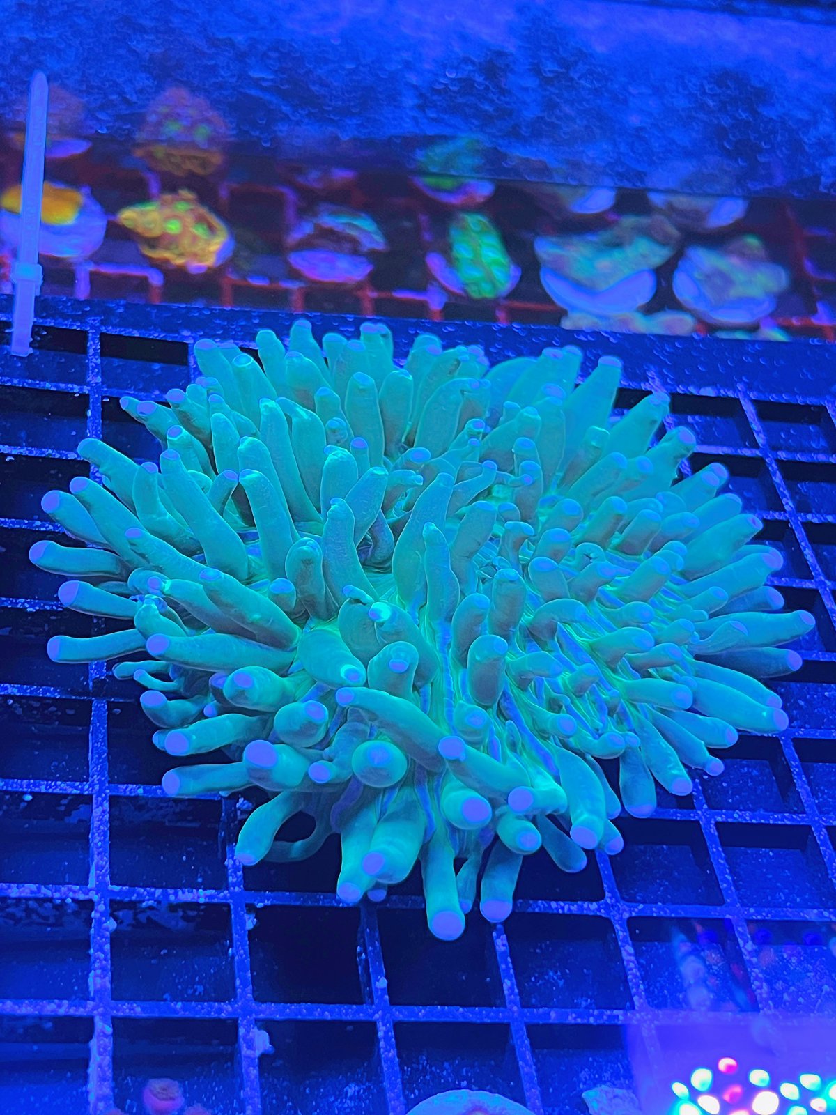 Heliofungia Toxic Green