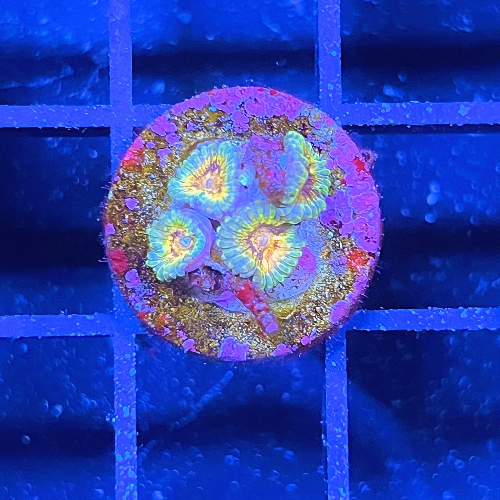LC Mango Tango Zoas