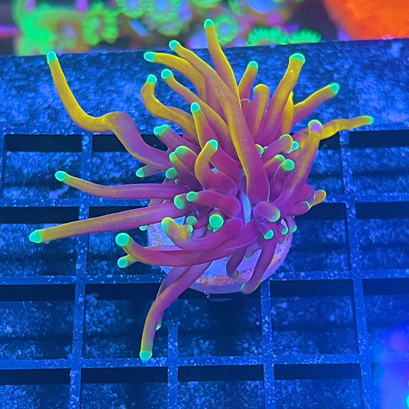 Orange Peel Torch