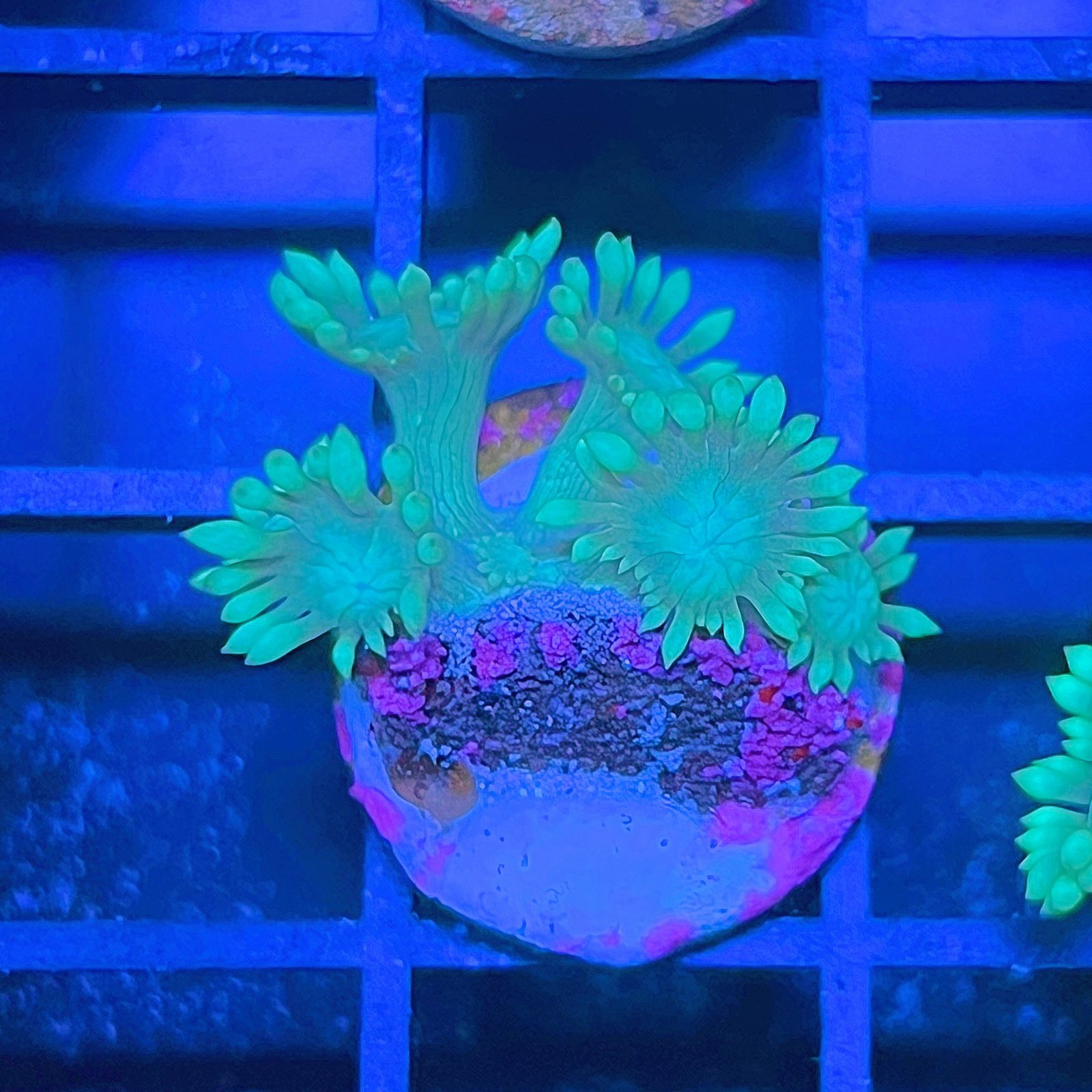 LC Aqua Lotus Goniopora