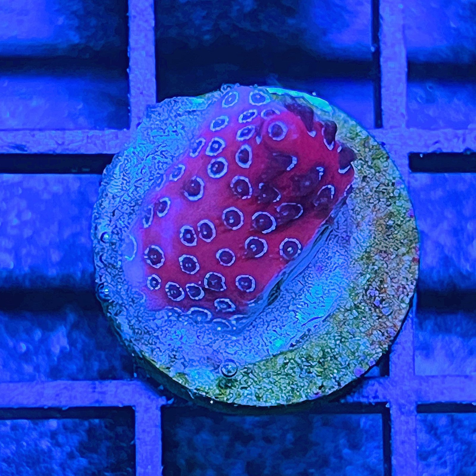 Darth Maul Porites