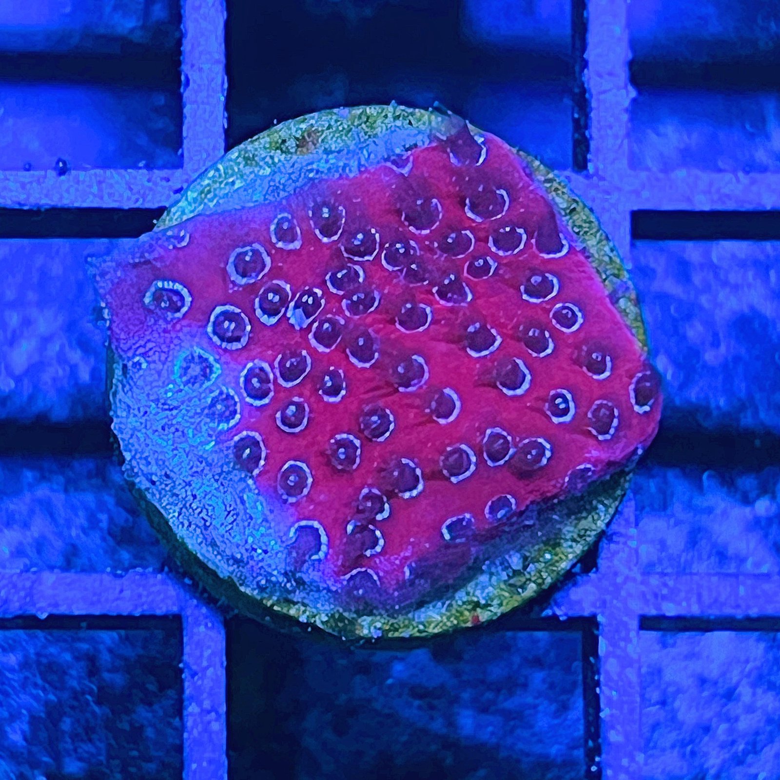 Darth Maul Porites