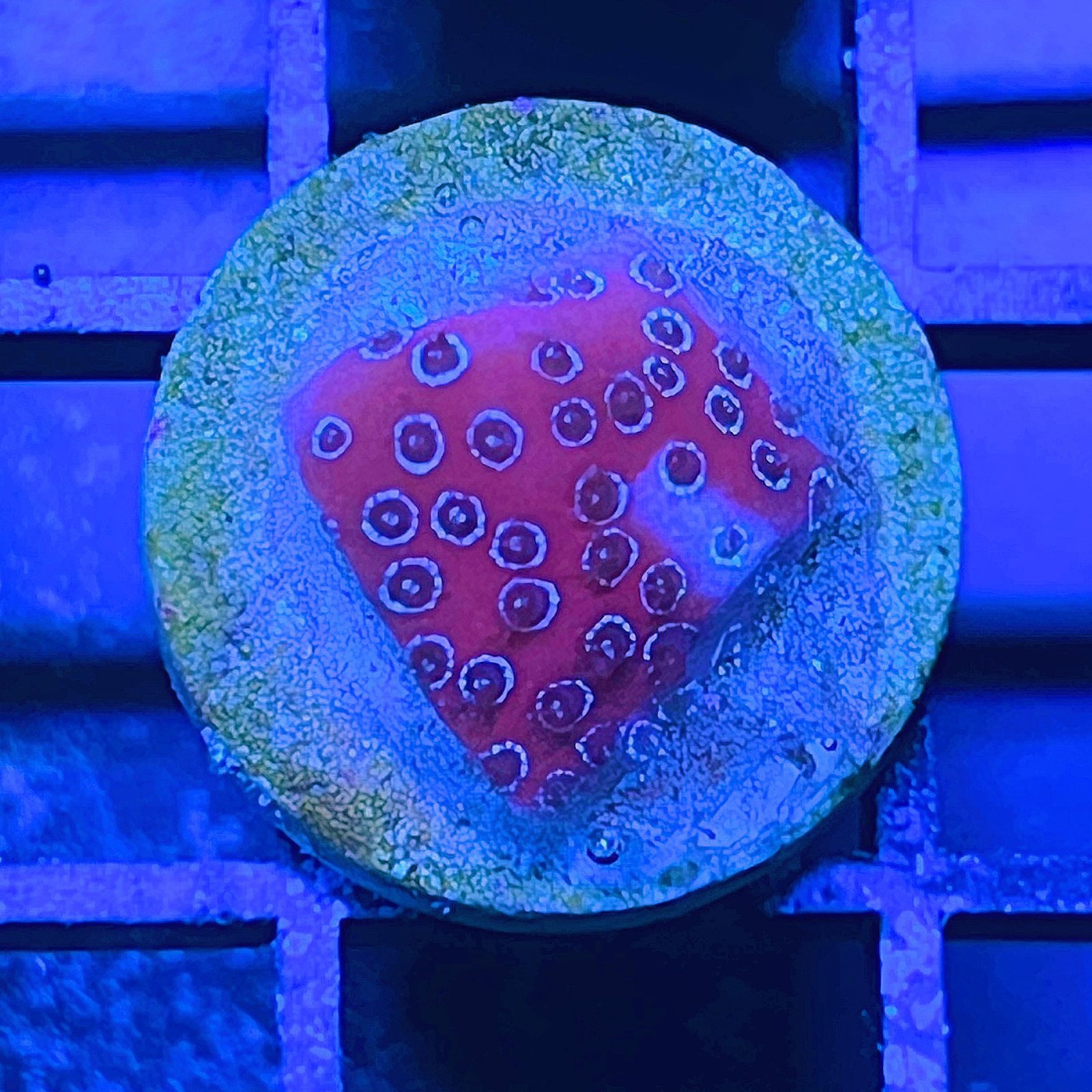 Darth Maul Porites