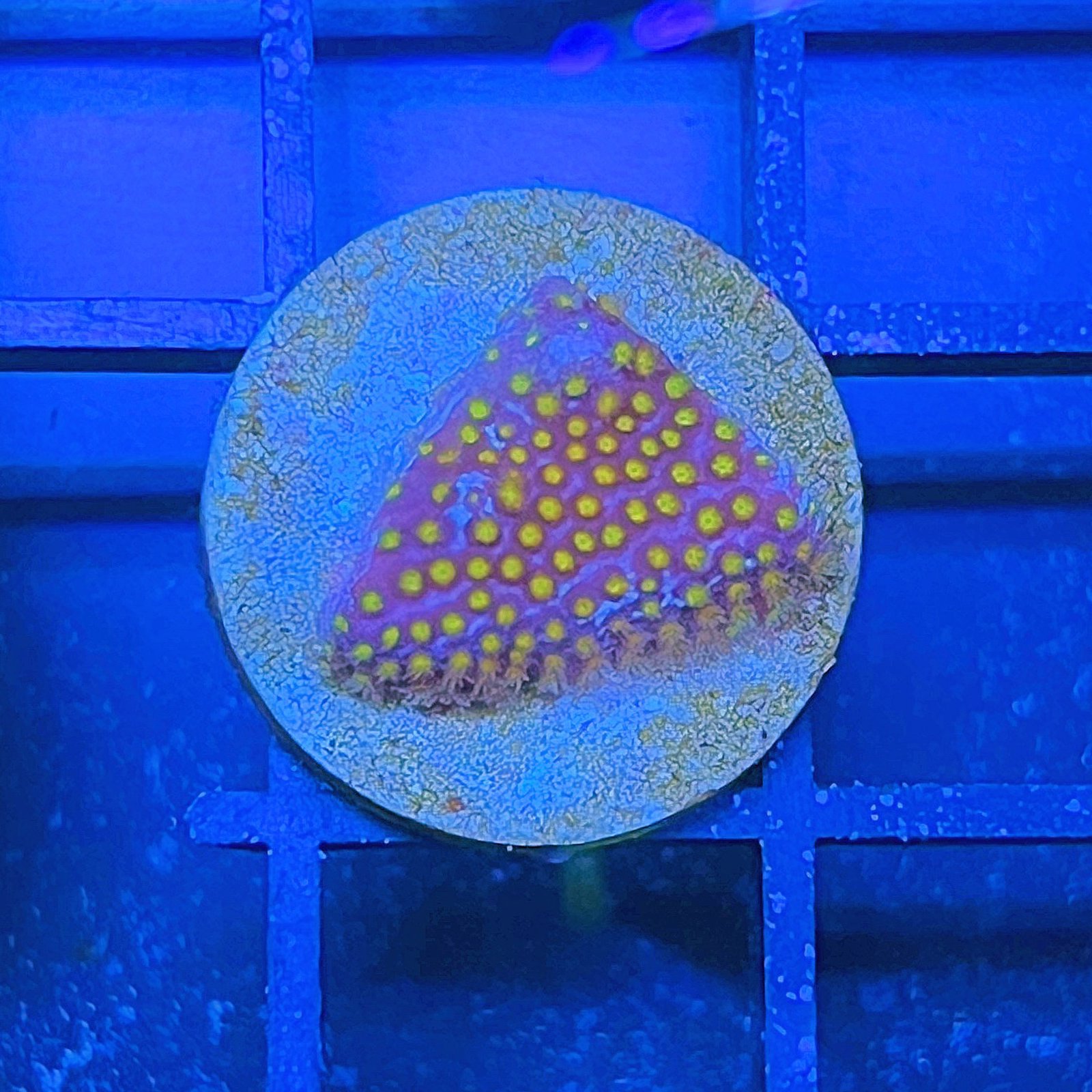 Electric Daisy Stylocoeniella