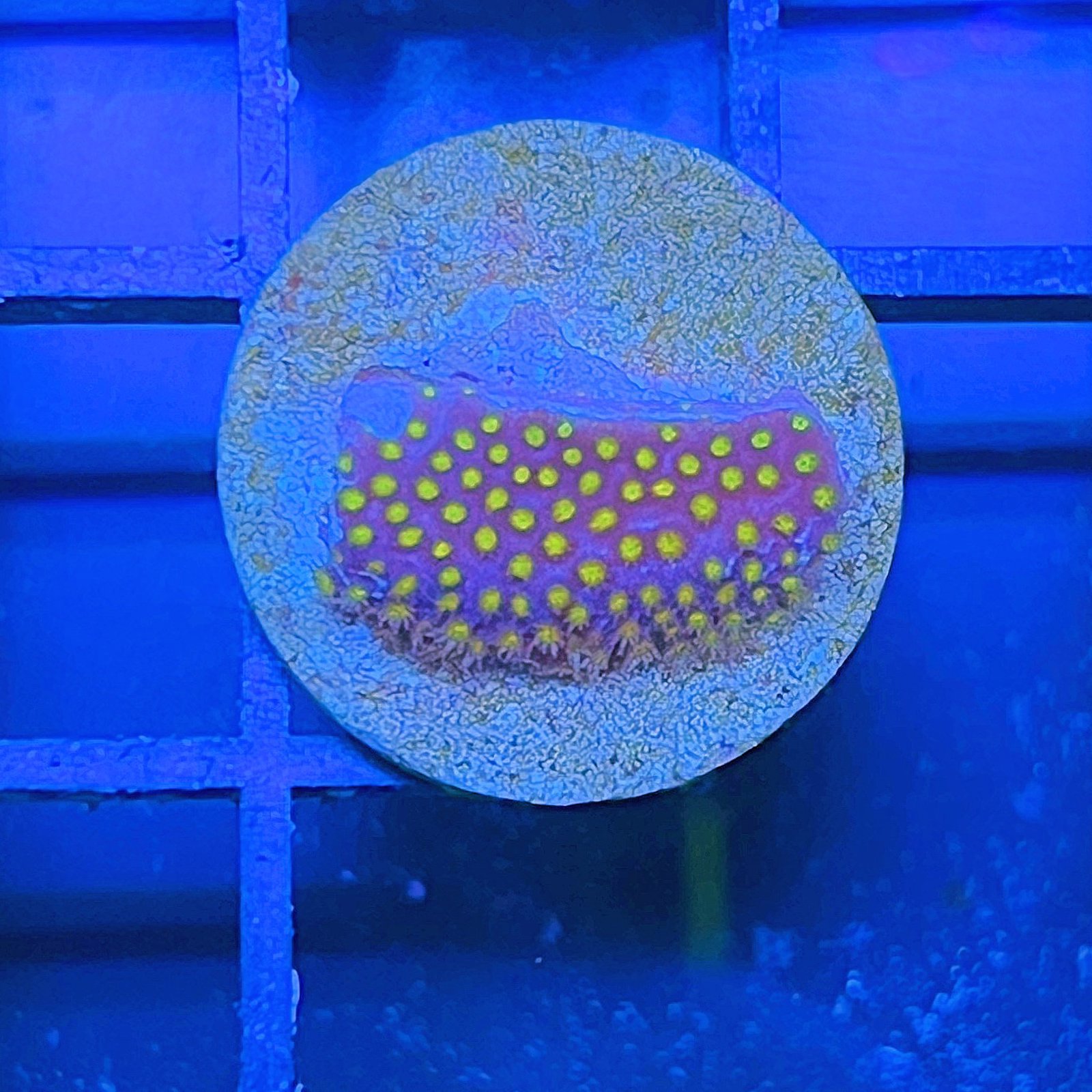Electric Daisy Stylocoeniella