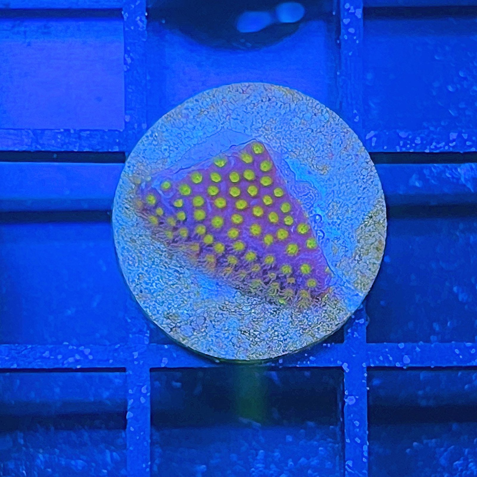 Electric Daisy Stylocoeniella
