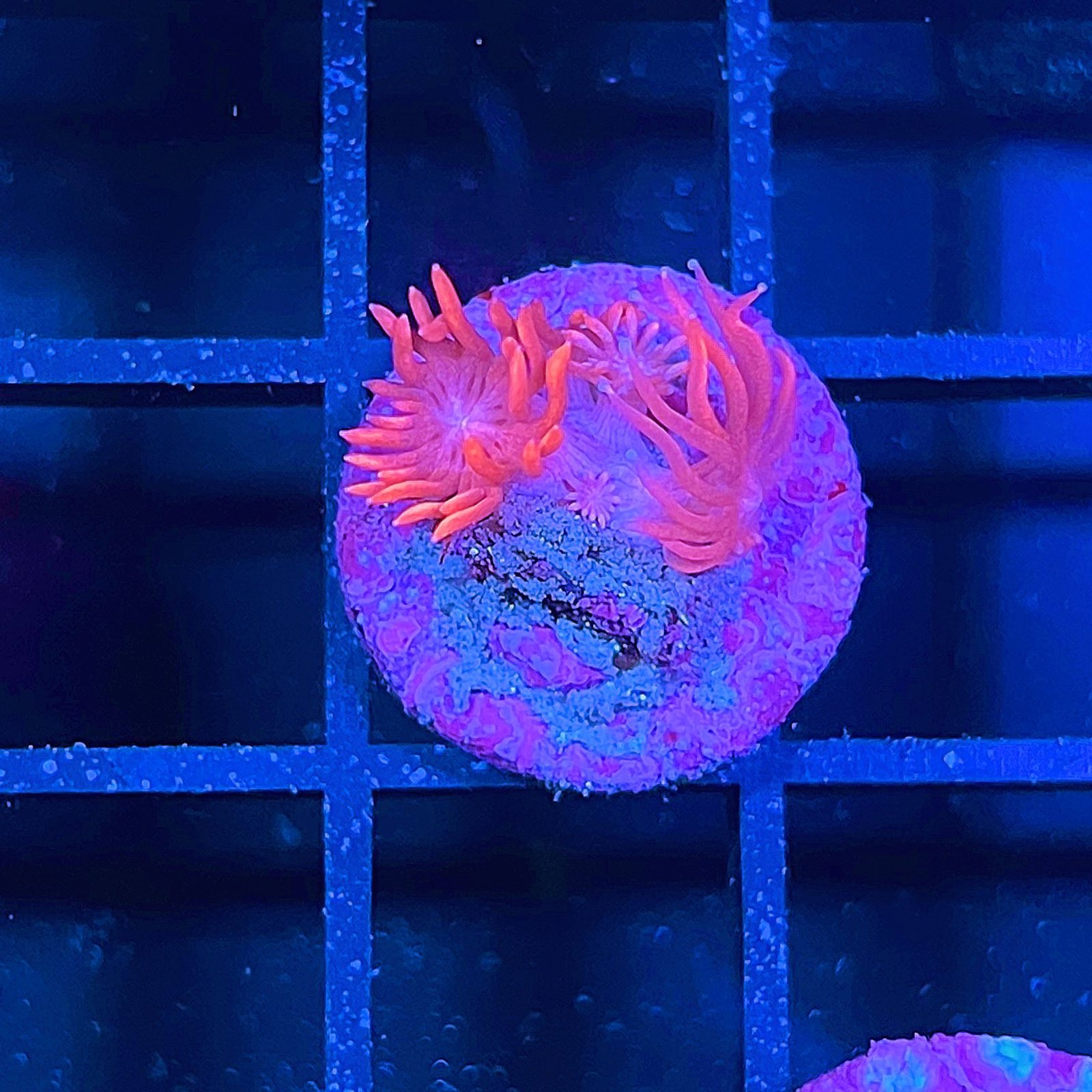 WWC Pink Lady Goniopora