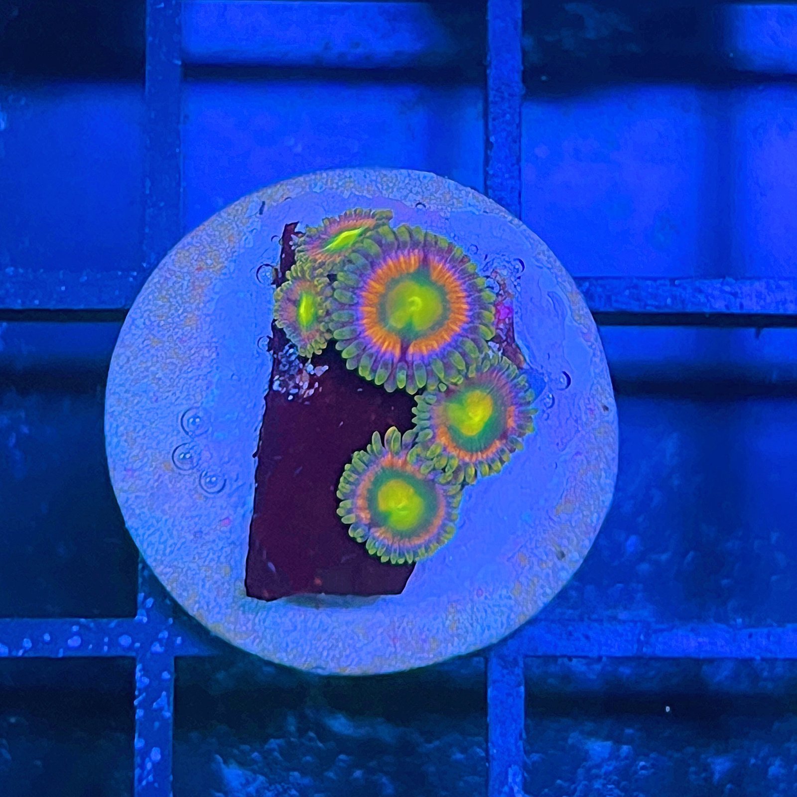 RR Kraken Zoas