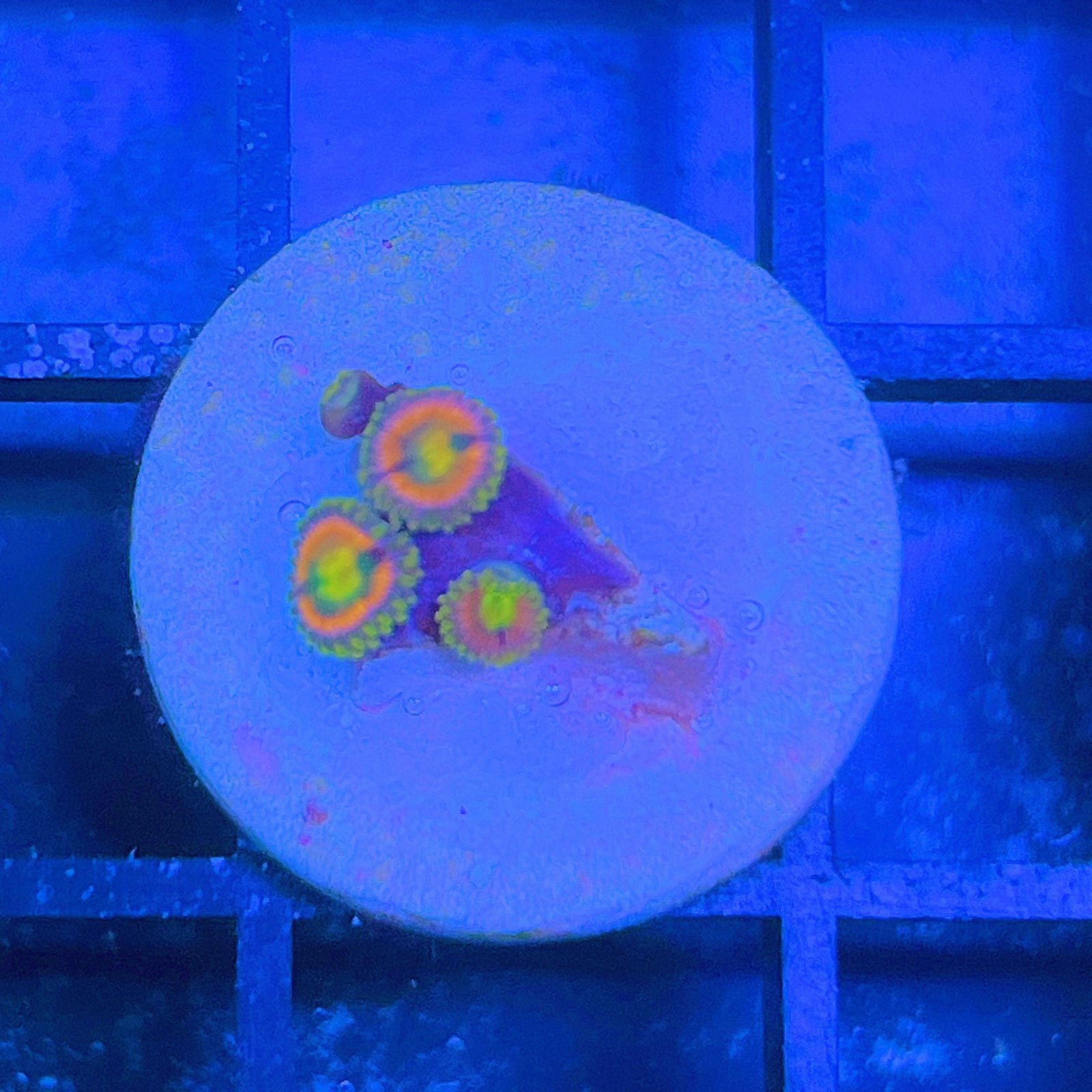 RR Kraken Zoas