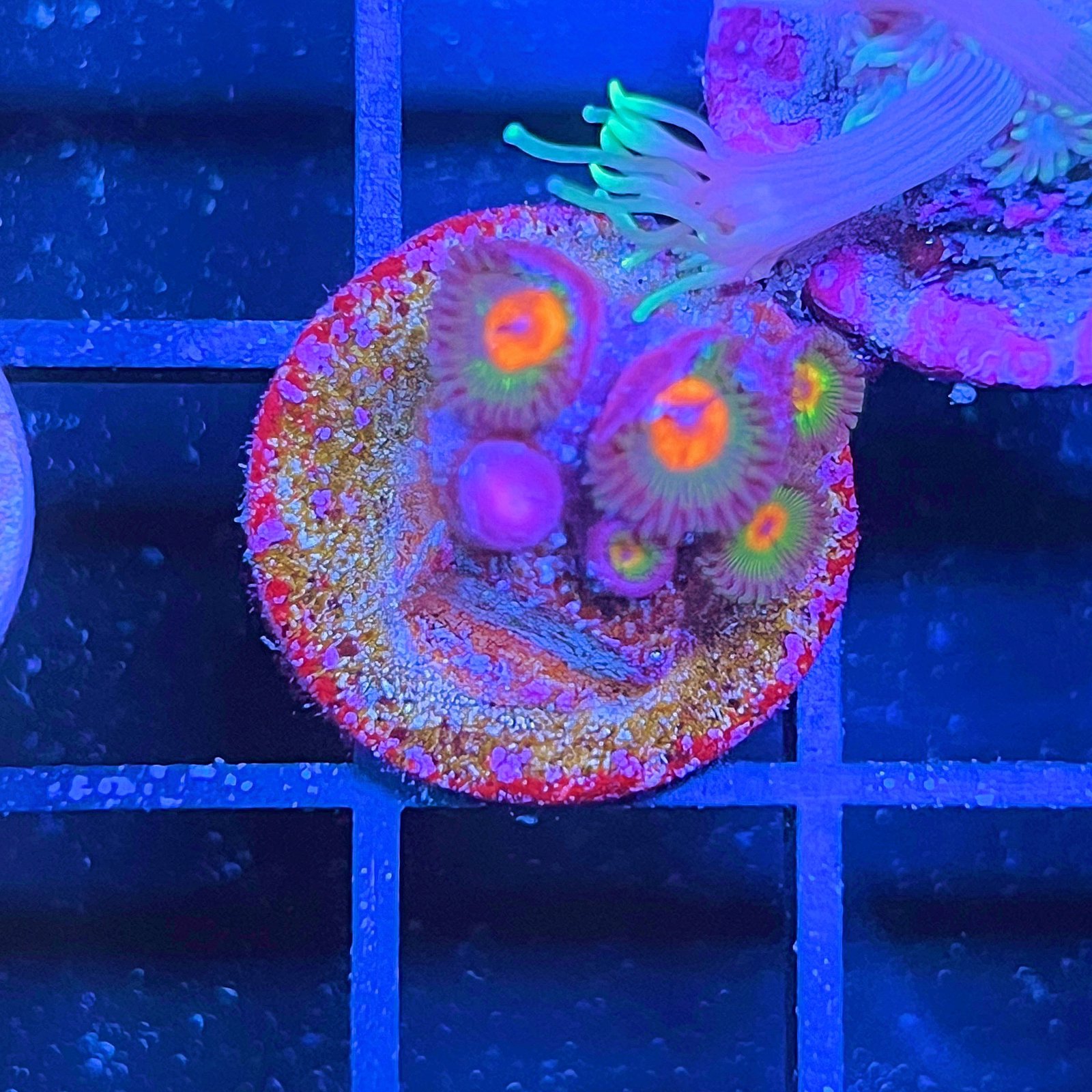 Little Star Zoas