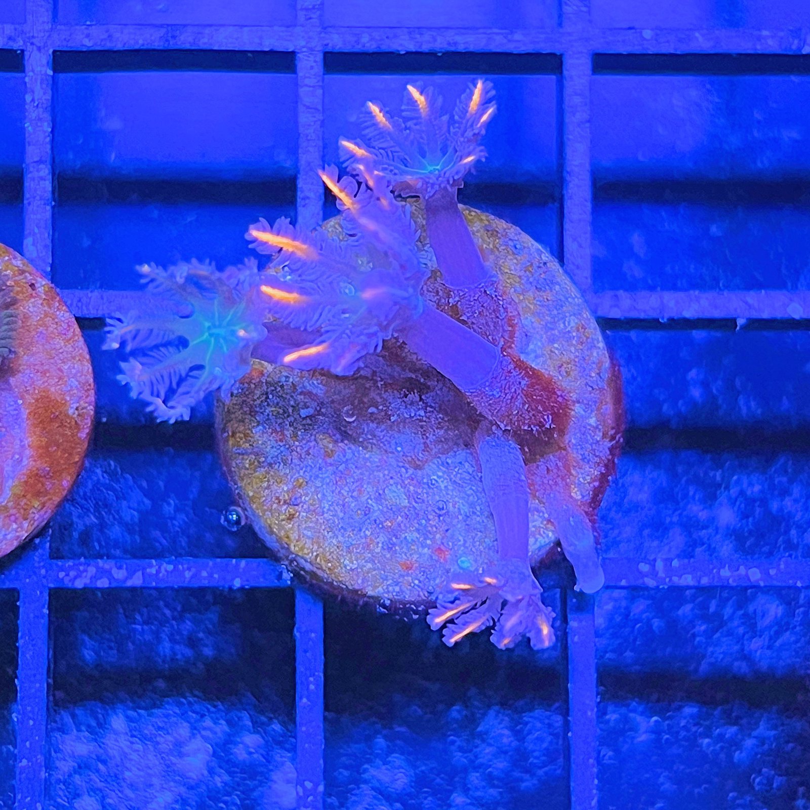 Clavularia Papaya