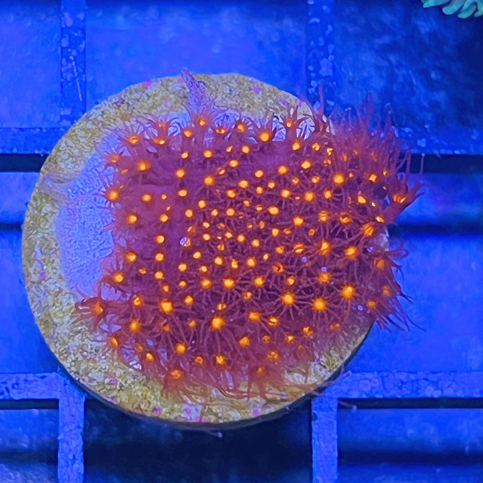 JF Sunset Stylocoeniella