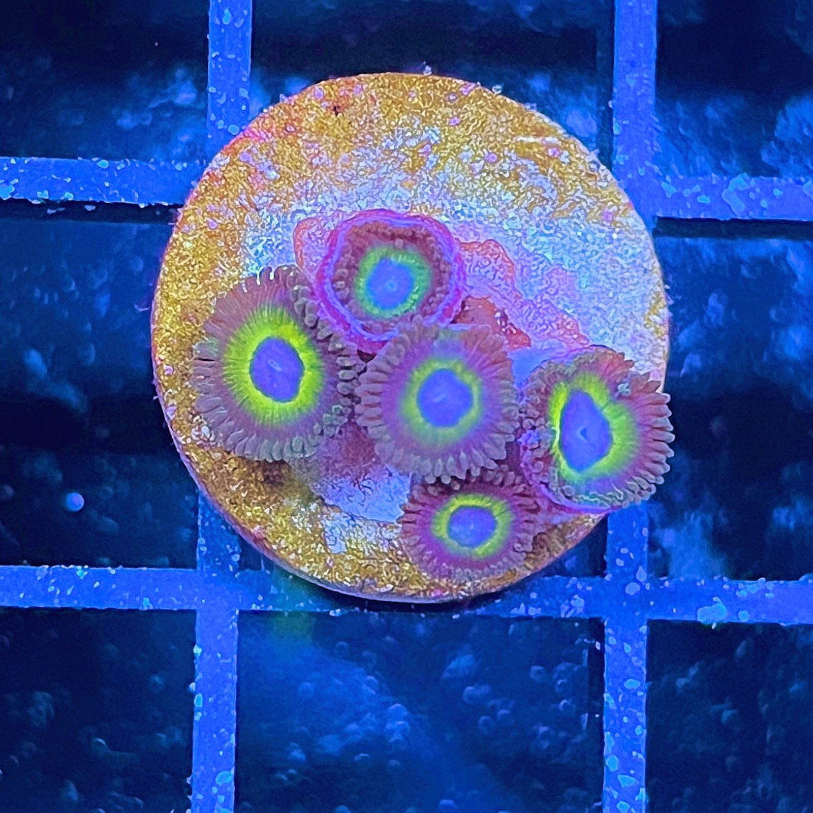 Jurassic Park Zoas
