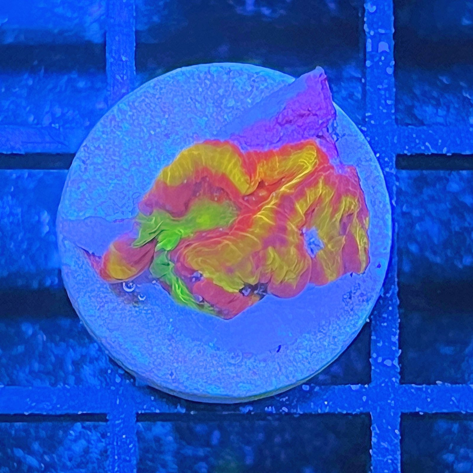 Emily's Sherbert Favia