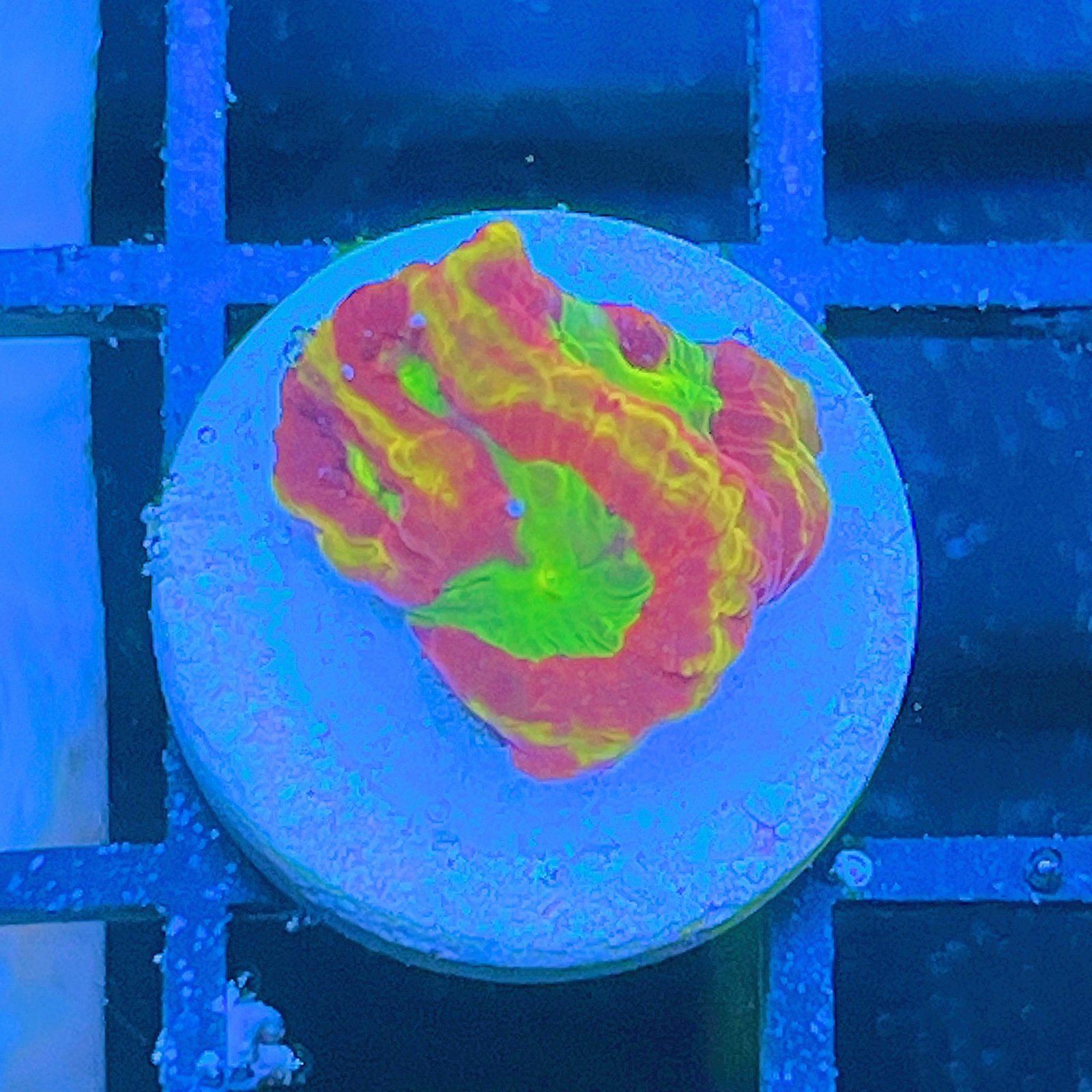 Emily's Sherbert Favia
