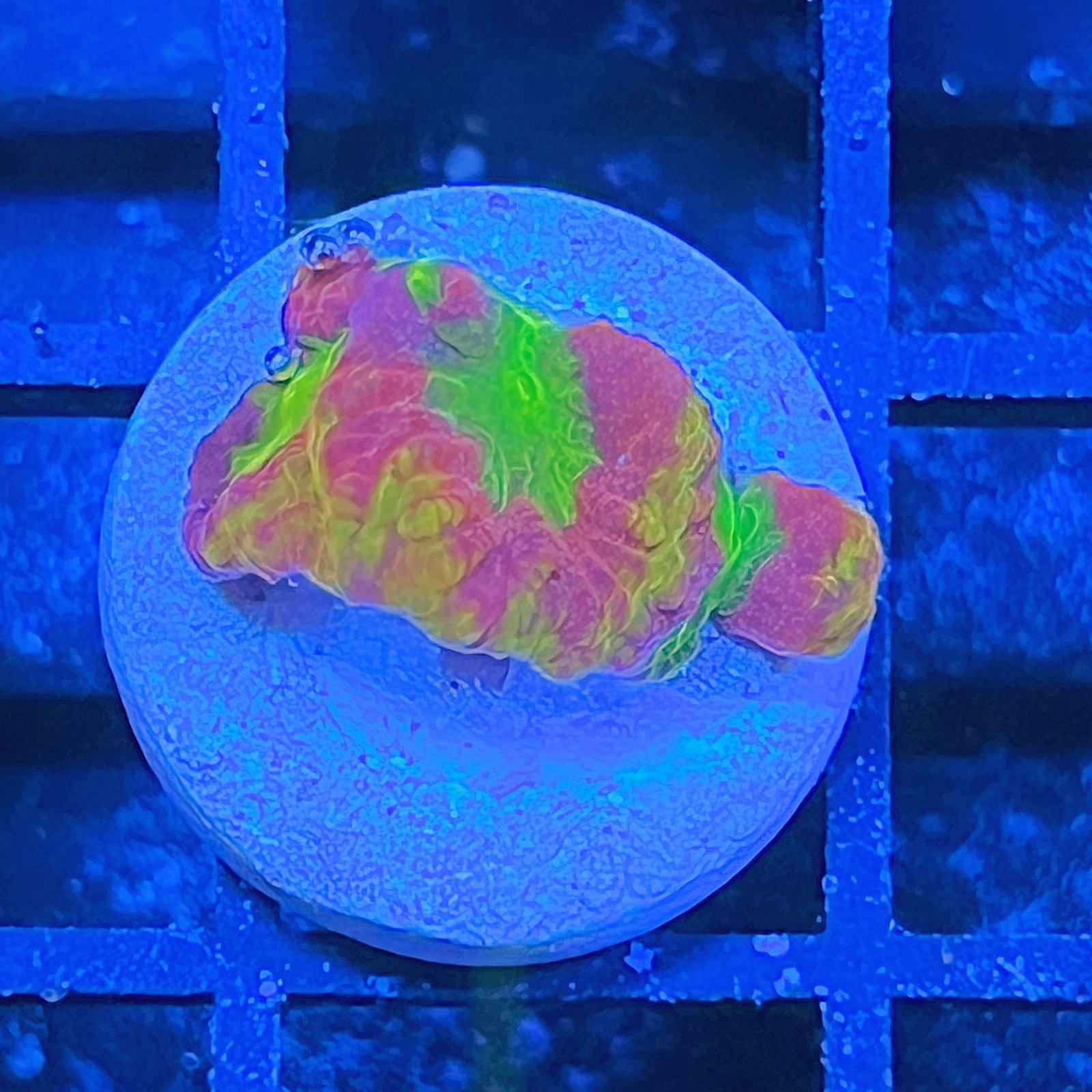 Emily's Sherbert Favia