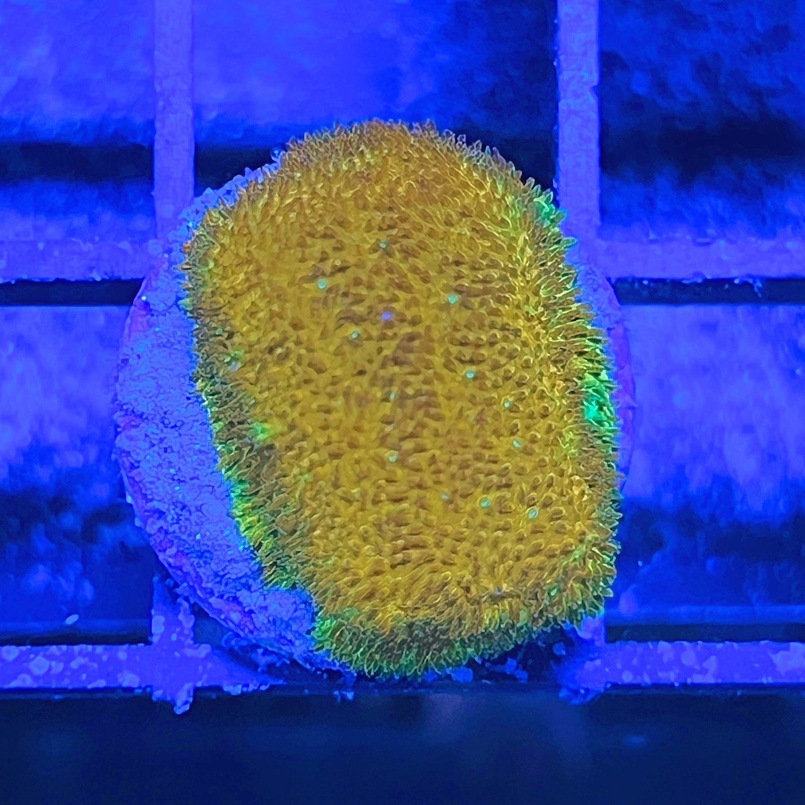 Psammocora Watermelon