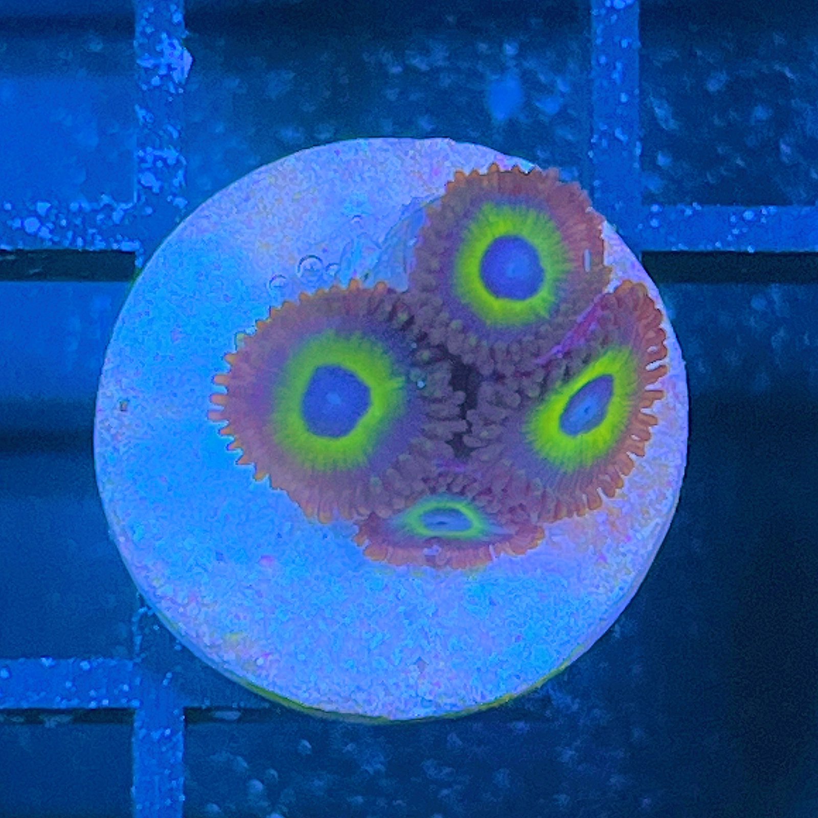 Jurassic Park Zoas