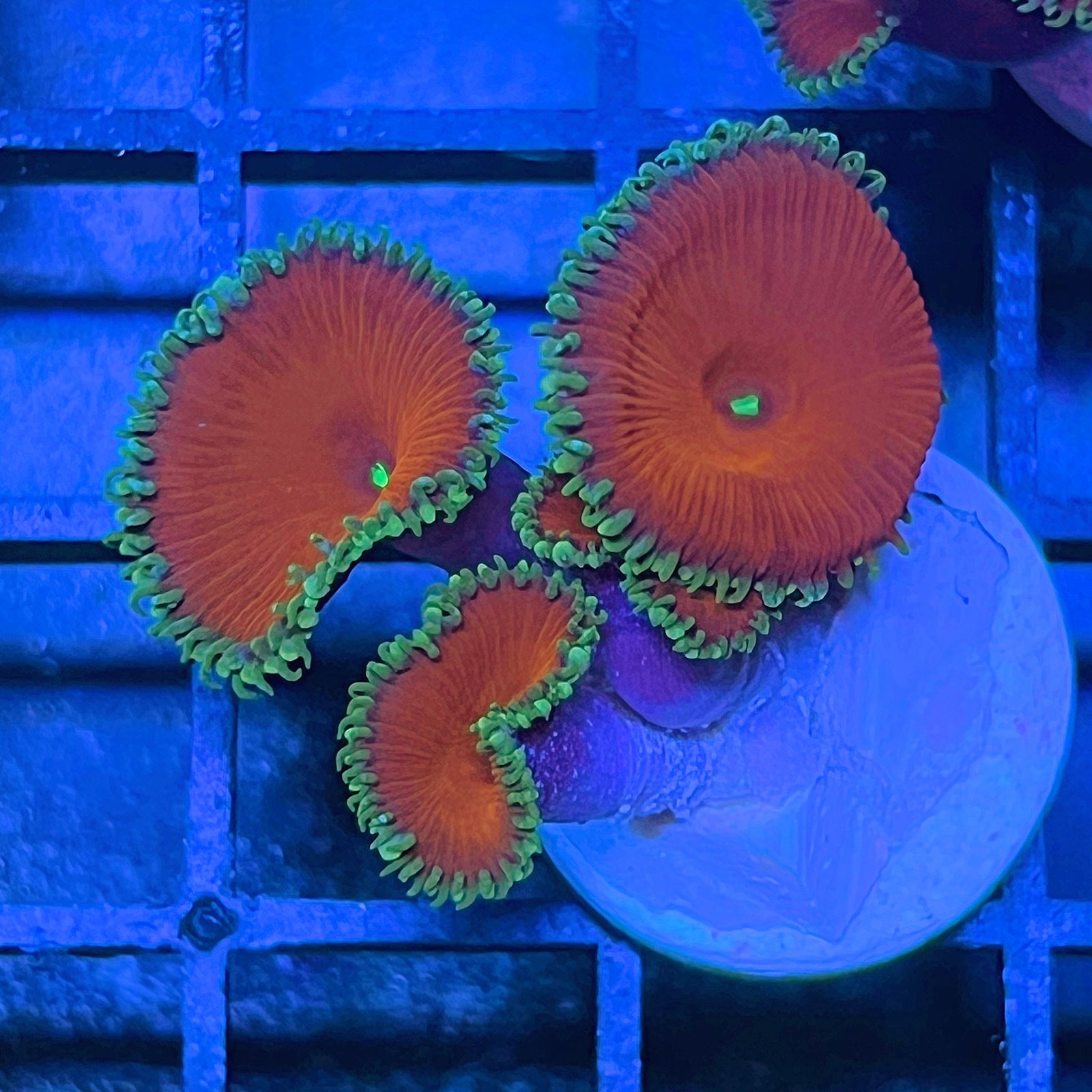Red Death Palythoa