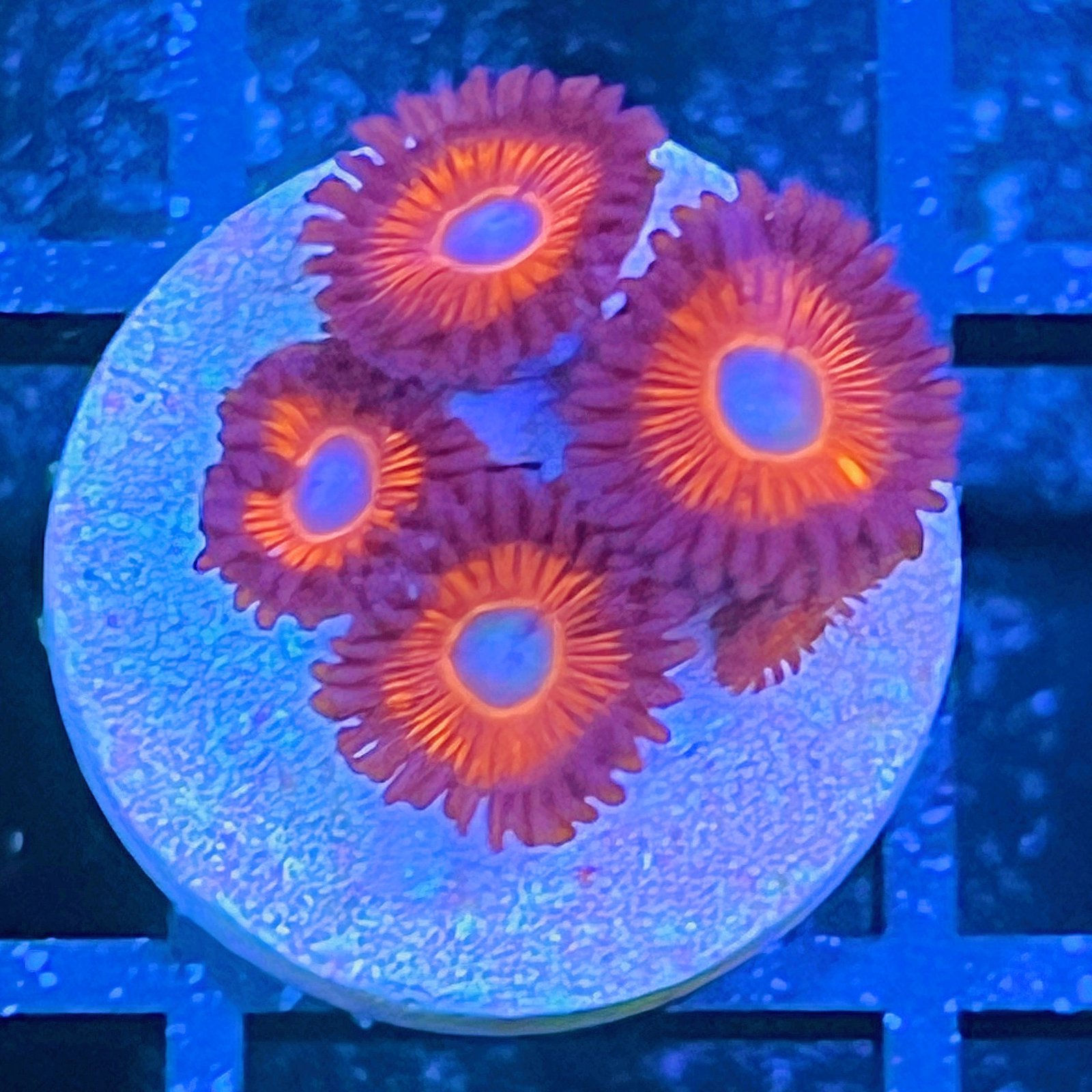 Kedd's Reds Zoas
